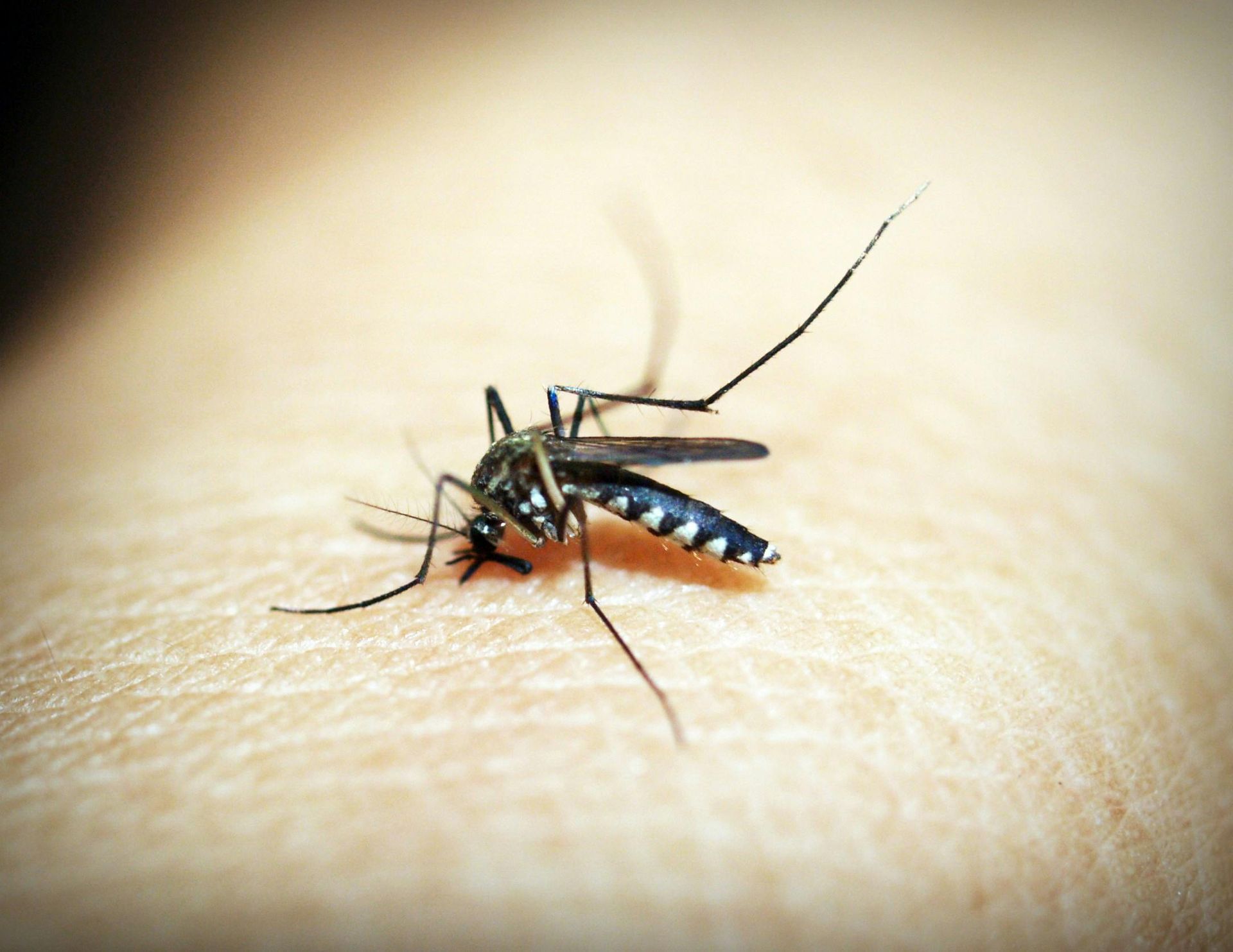 A mosquito with black-and-white striped legs resting on human skin