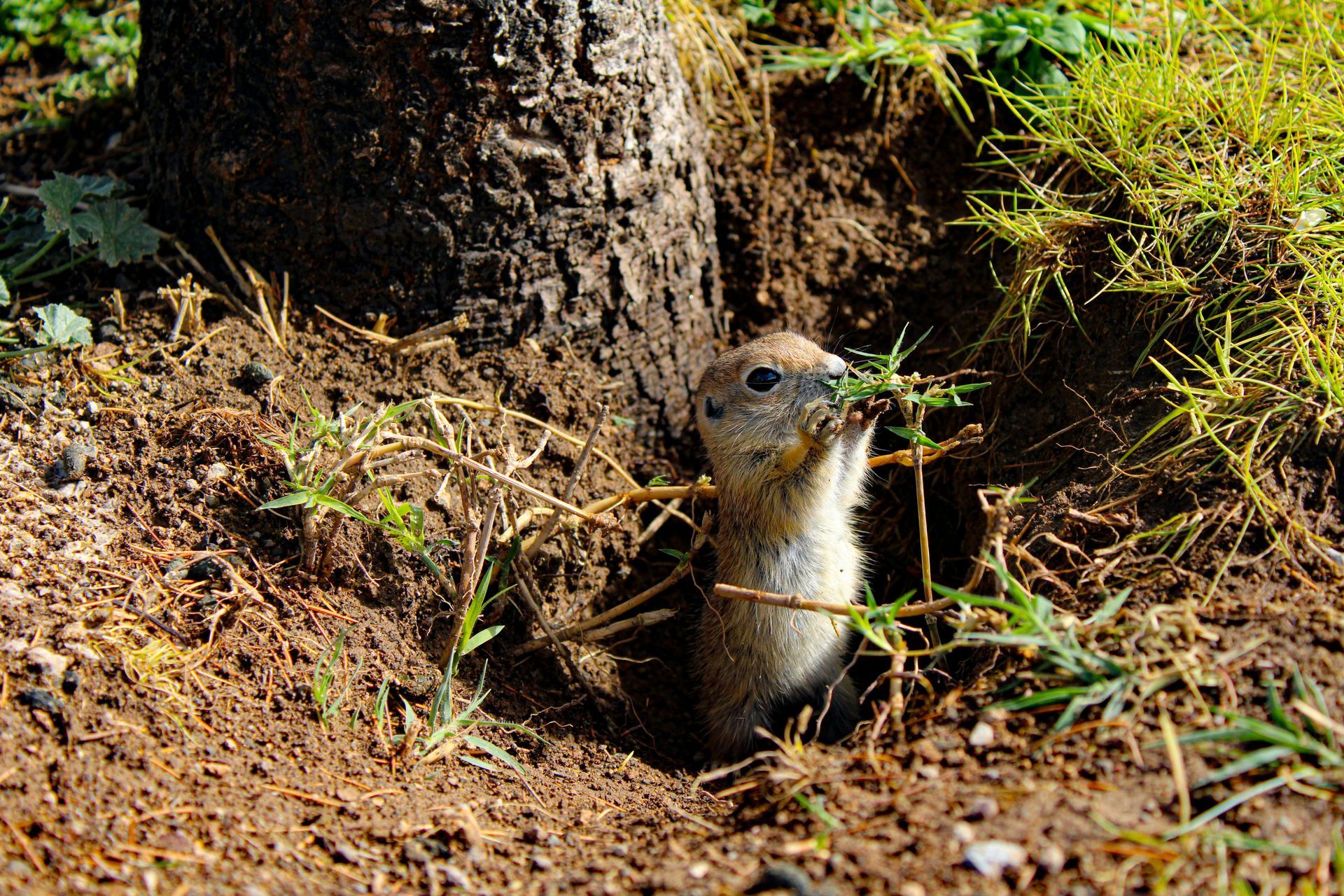 Small brown squirrel peeking from a dirt burrow at the base of a tree in a grassy area