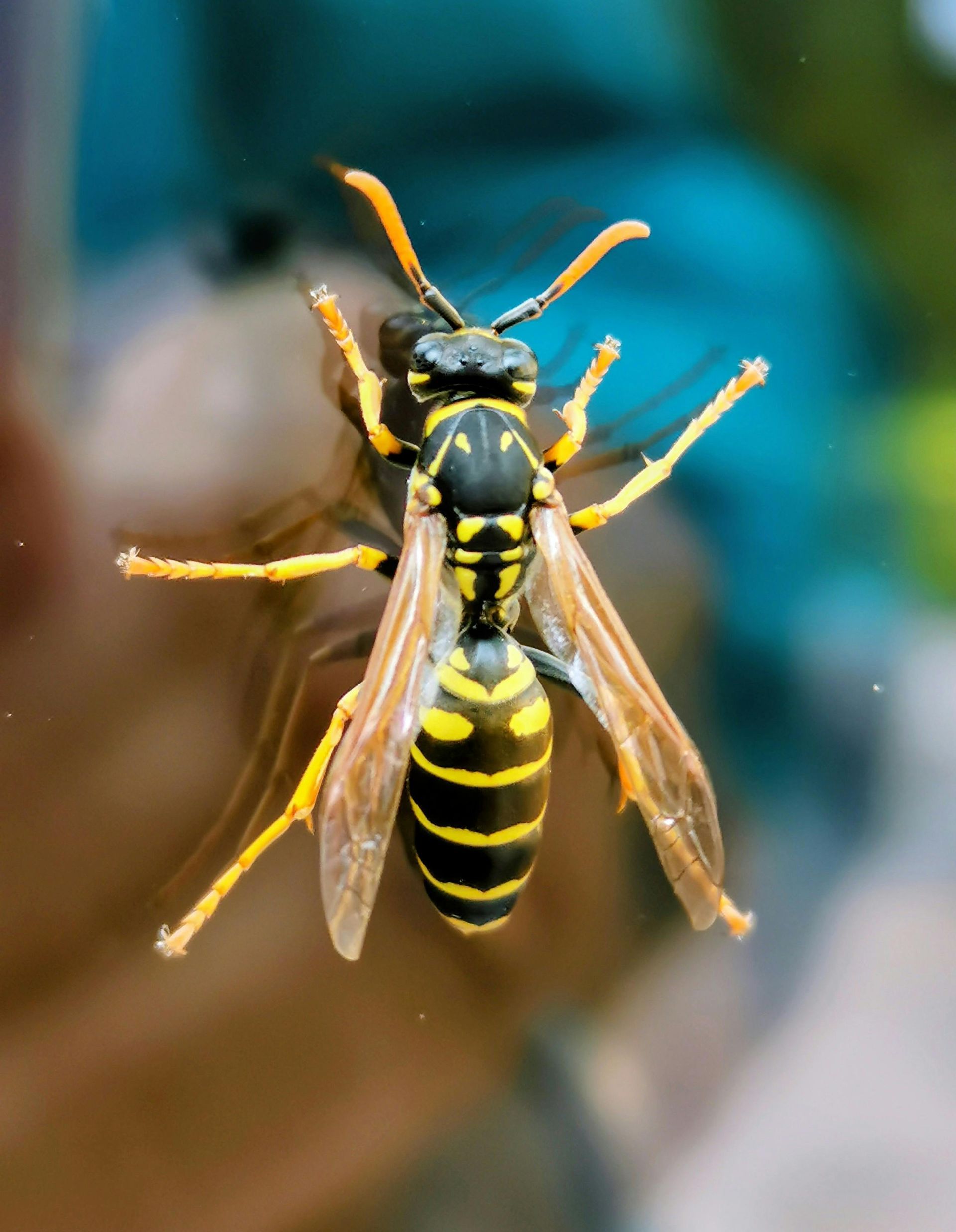 Close-up of a yellow-and-black wasp with translucent wings on a blurred background