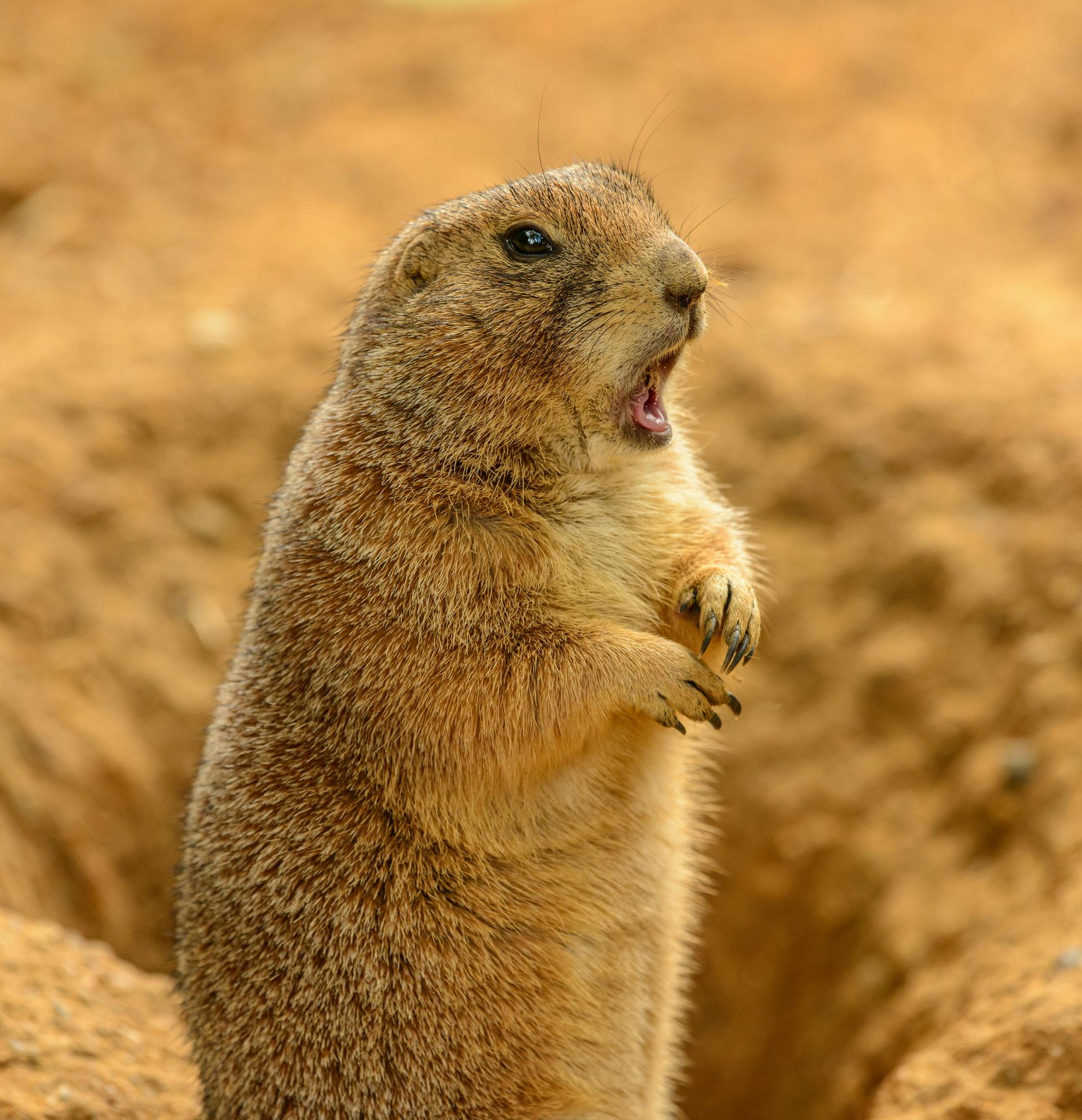 Brown prairie dog standing upright with mouth open, against a sandy burrow background