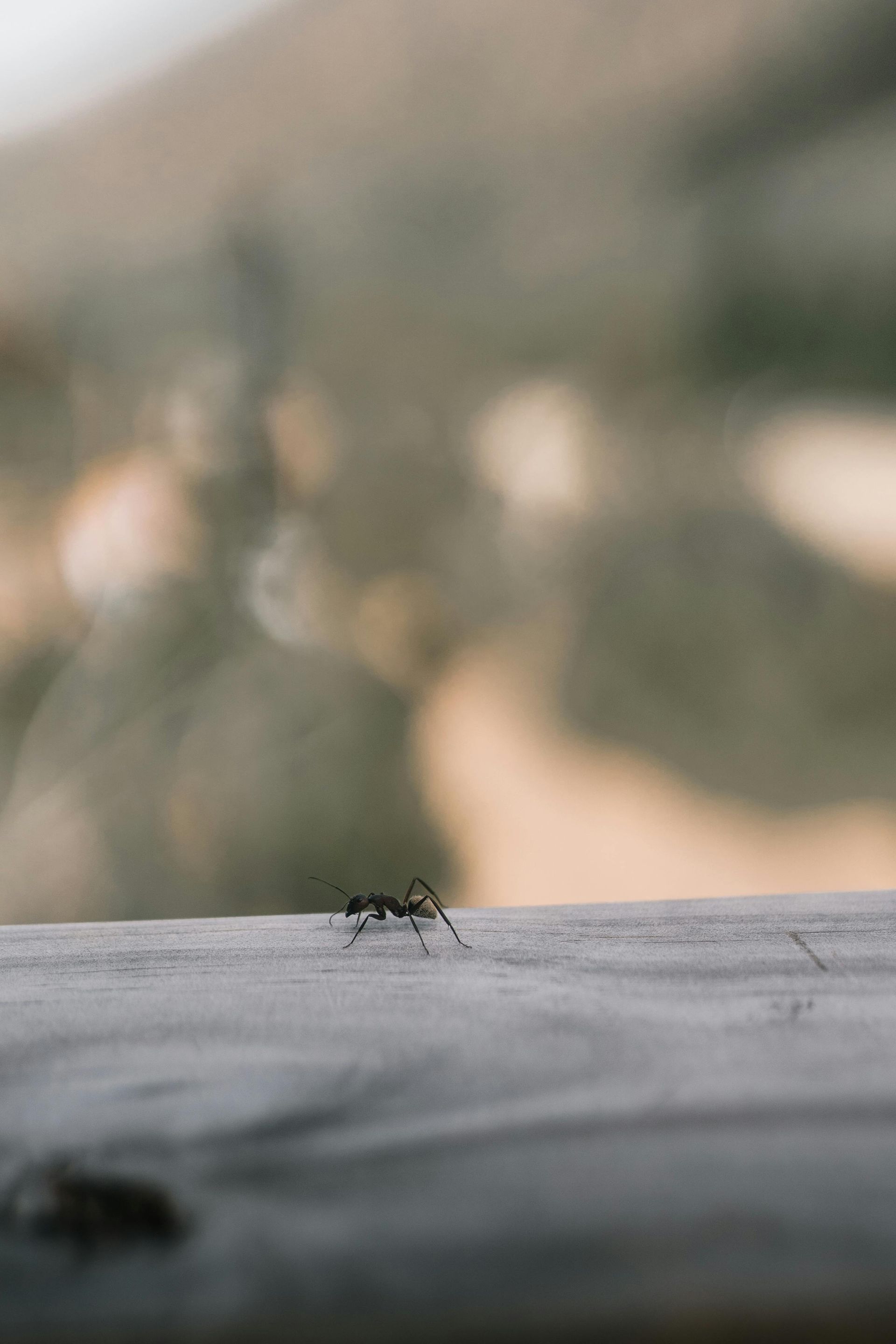 A small ant on a pale surface with a blurred outdoor background.