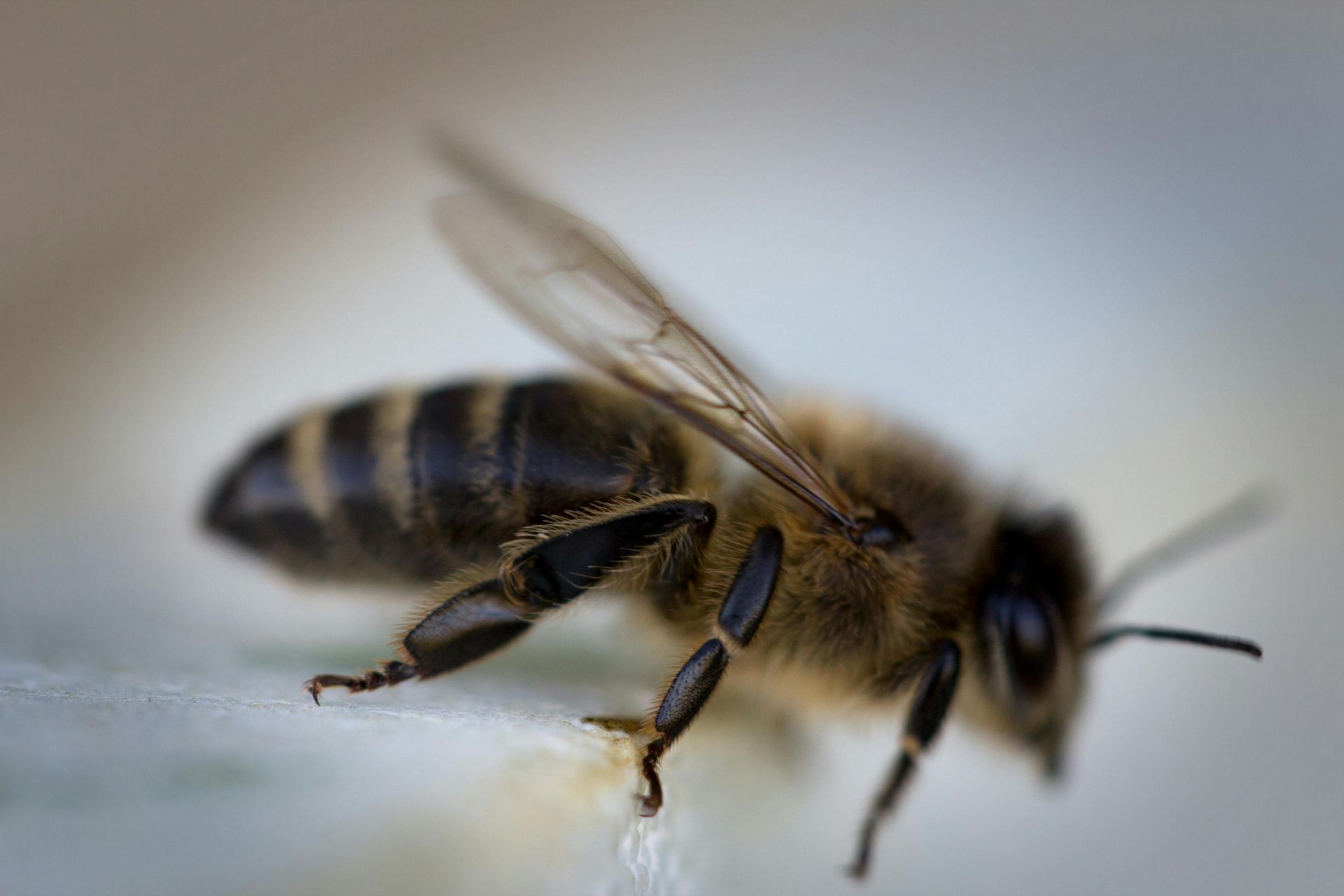 Honeybee resting on a light surface, shown in close-up with blurred wings and striped abdomen