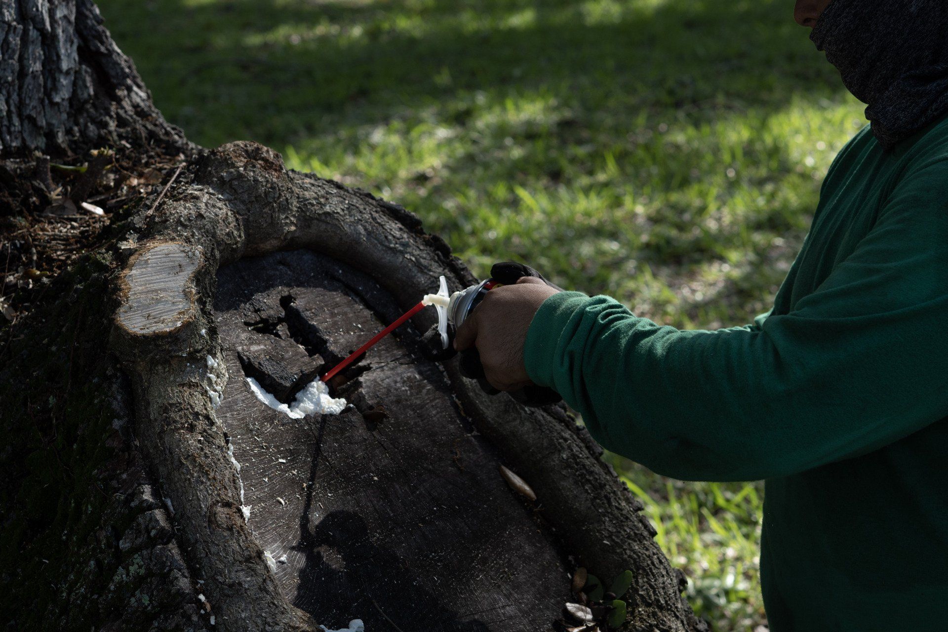 Stump Removal in Fort Lauderdale