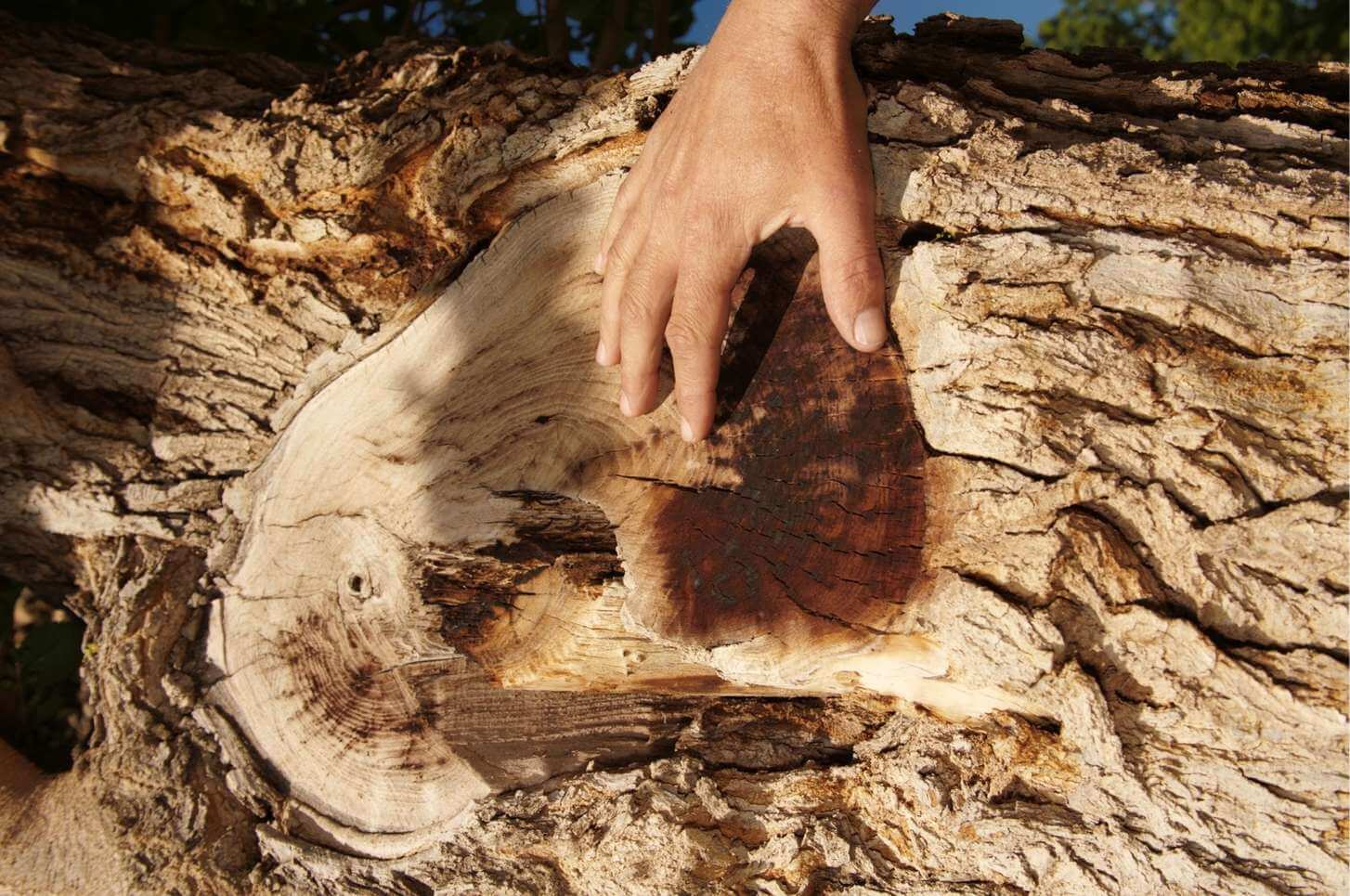 tree assessment by certified arborist taking place