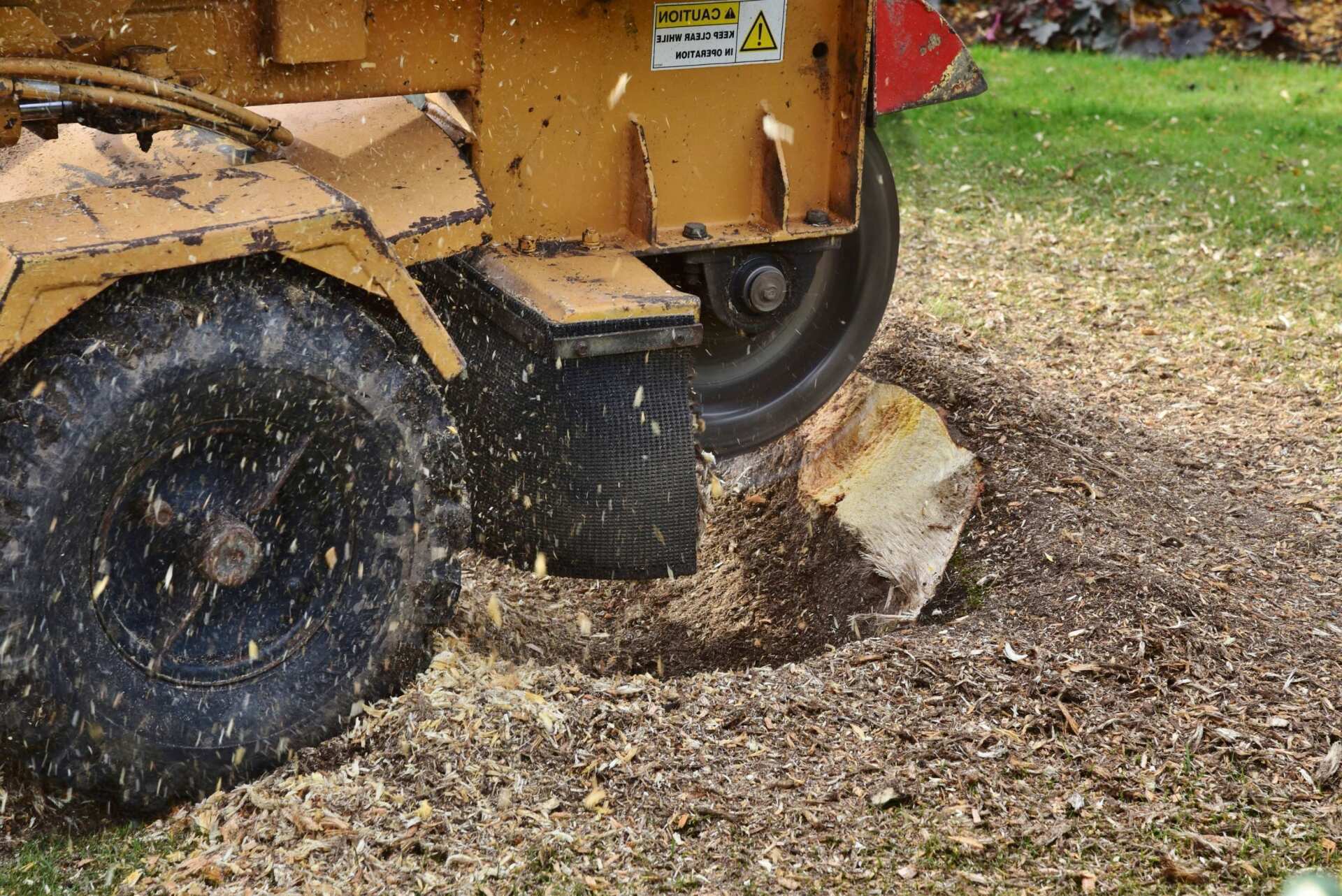 The Secrets of Fast and Efficient Tree Stump Removal