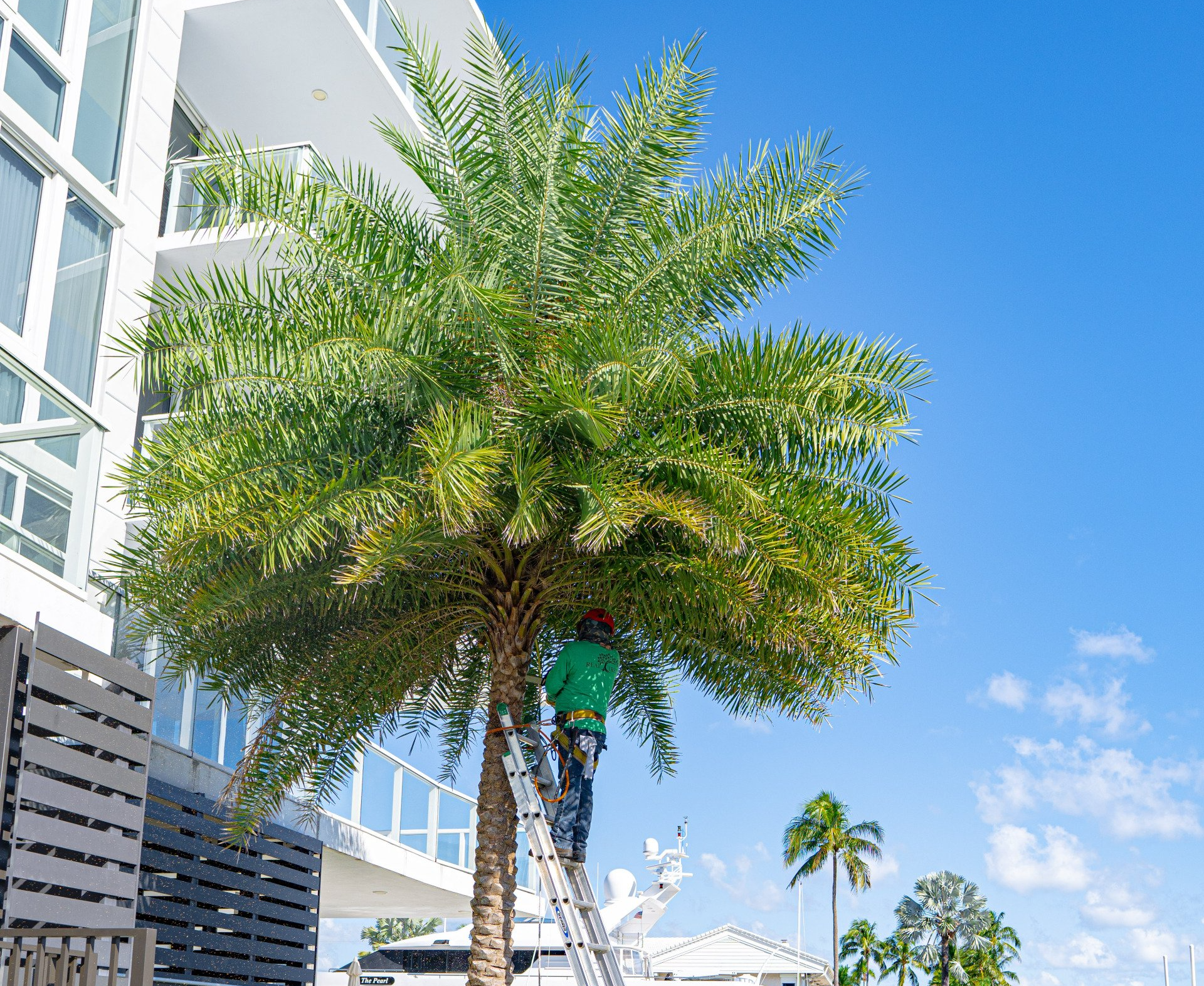 palm tree trimming being performed on a queen palm in Naples FL