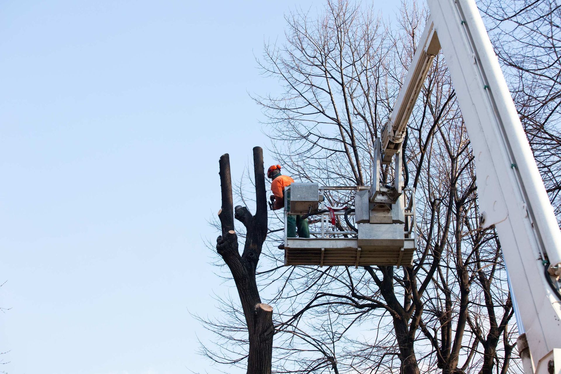 local arborist performing tree pruning in Fort Lauderdale