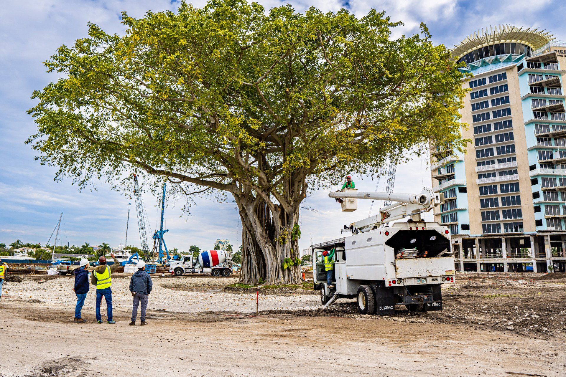 ISA Arborists inspecting a banyan tree at Pier 66 in Fort Lauderdale. Consulting arborist for construction