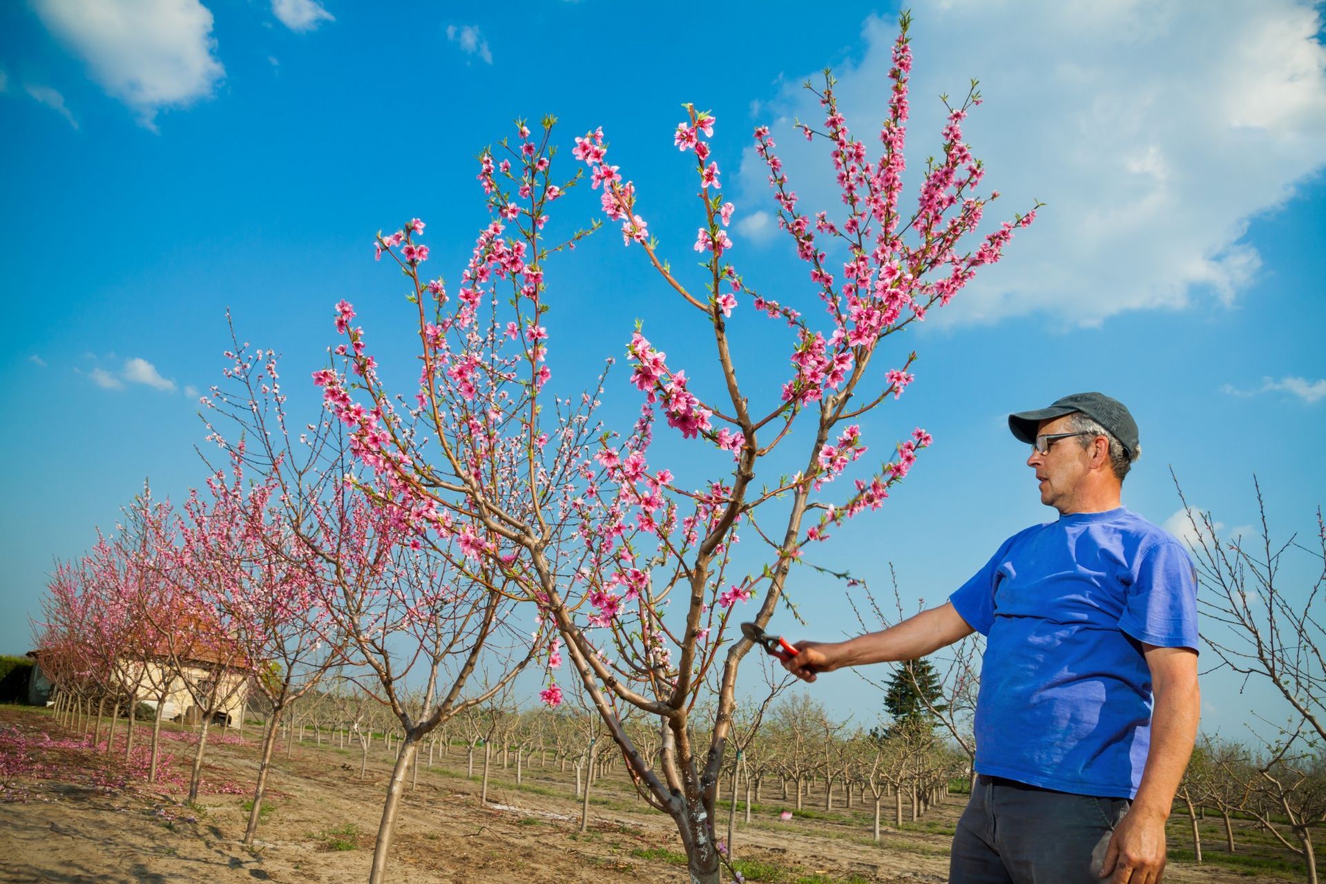 local arborist using a tried-and-tested technique to prune fruit trees