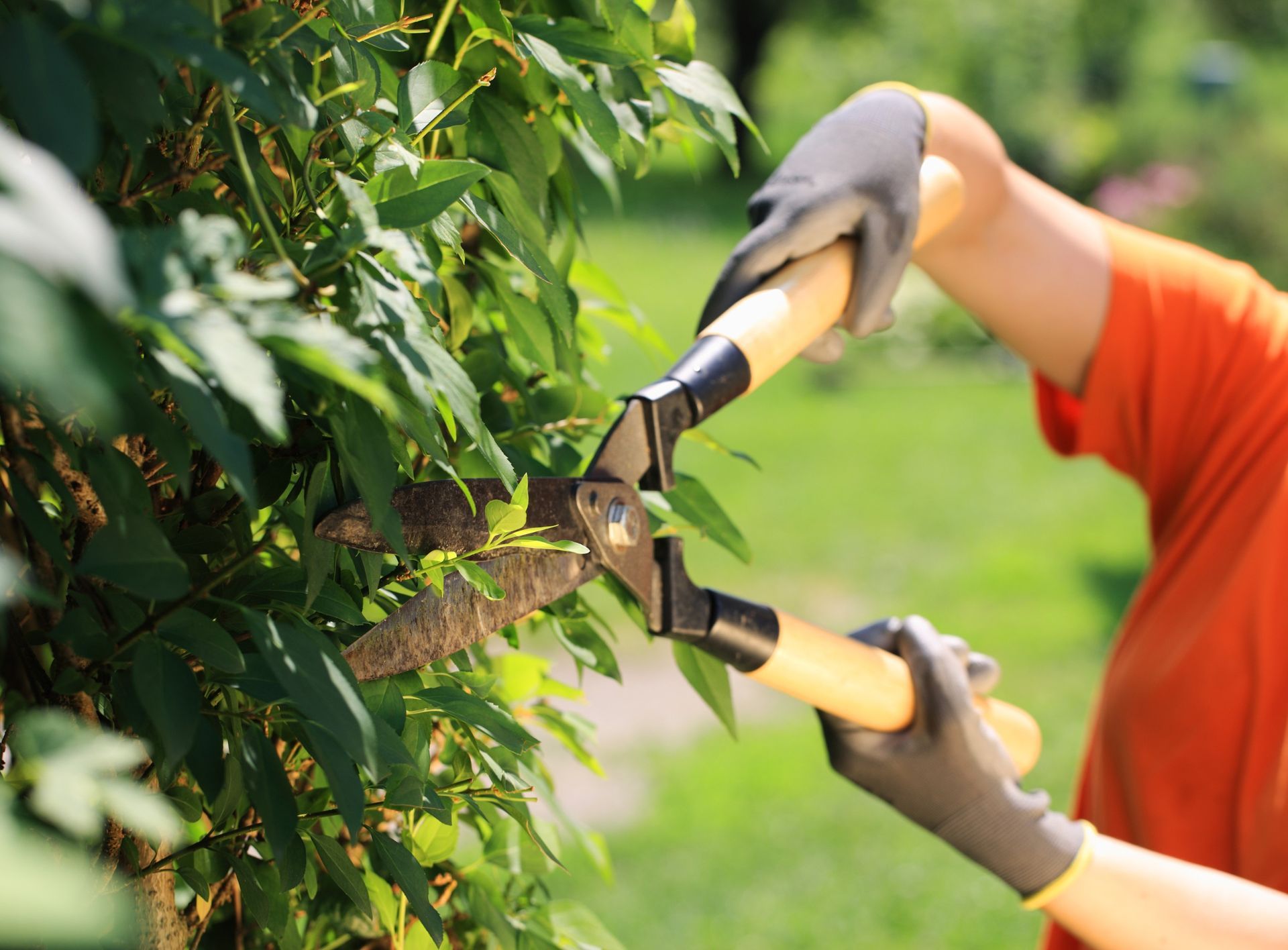 tree care company trimming hedges in Naples, FL