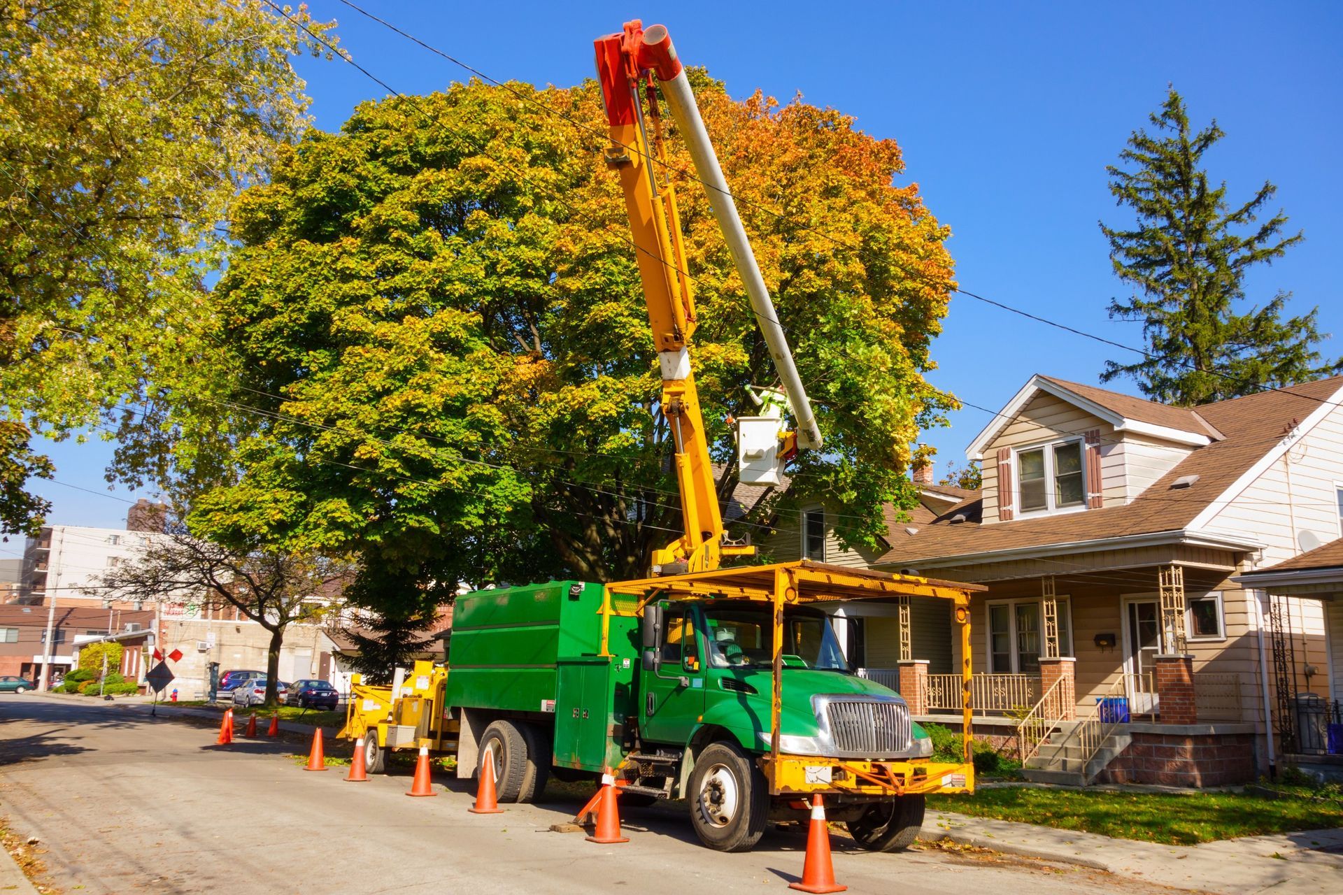 Municipal Regulations Governing Tree Preservation and Removal
