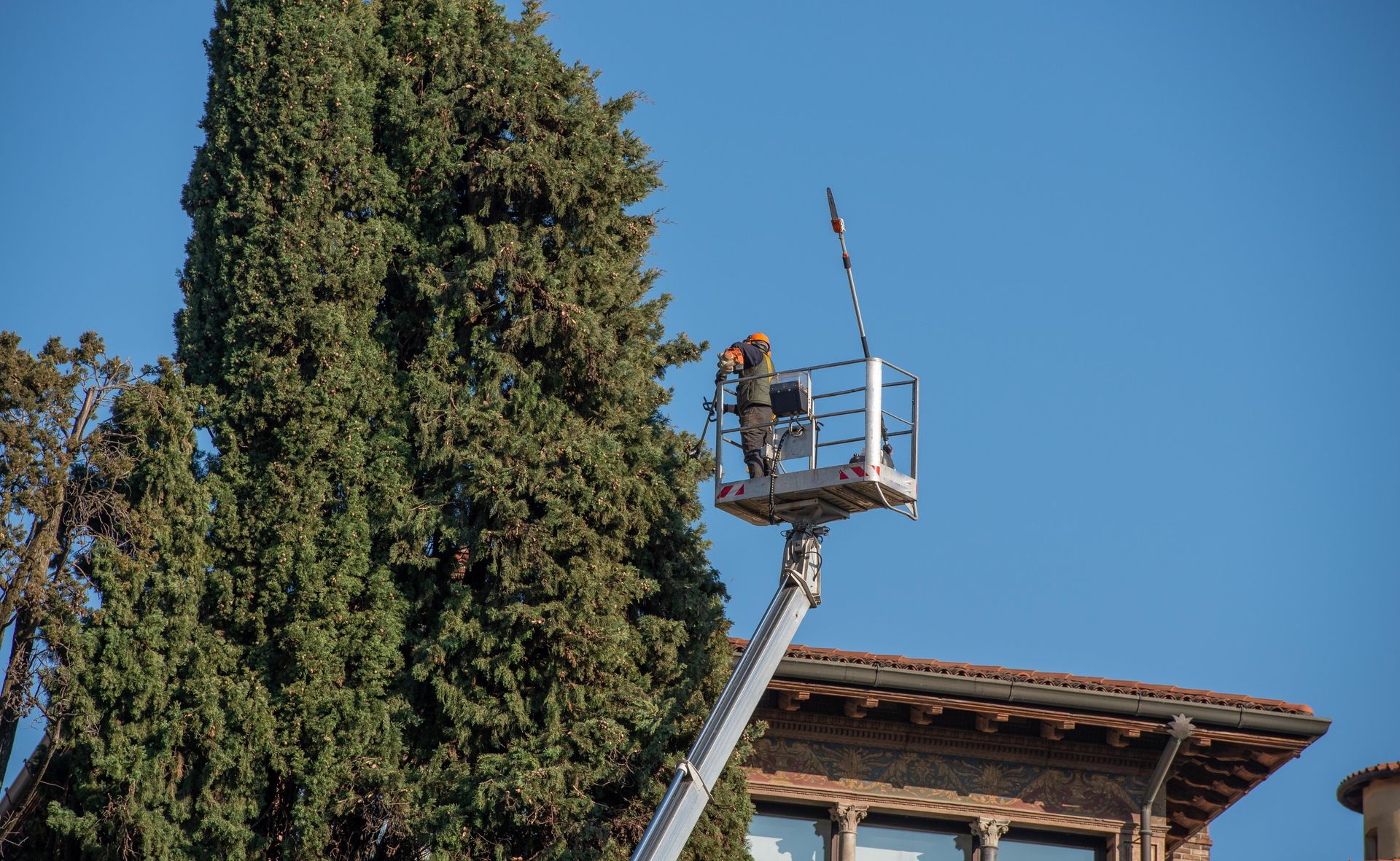 Naples tree trimmed with bucket truck by Real Tree