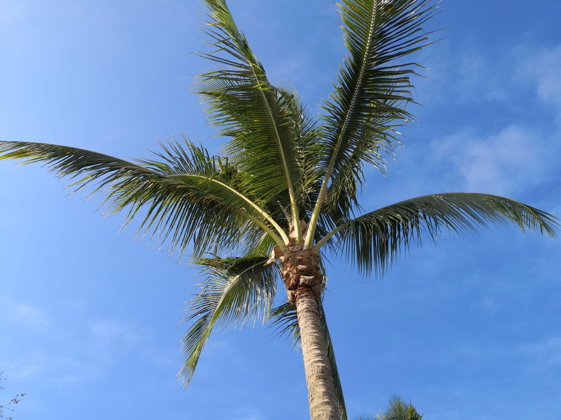 Pompano Beach FL palm tree
