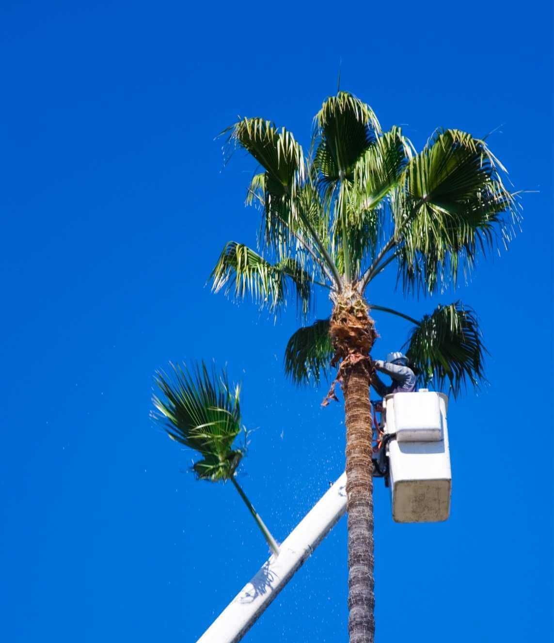 palm tree service in Boynton Beach FL