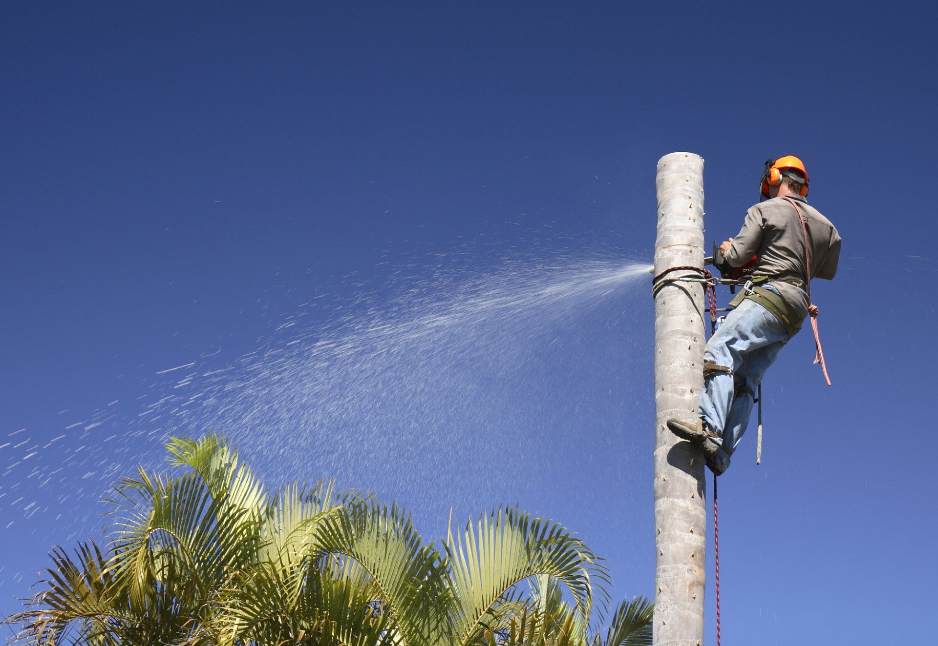 Tree care professional from Real Tree Team cutting the palm tree down starting from the top section