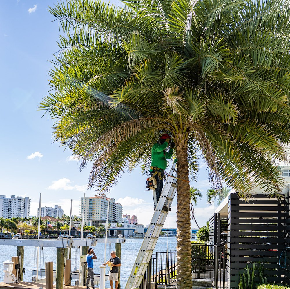 tree care expert carrying out palm tree trimming in Fort Lauderdale FL