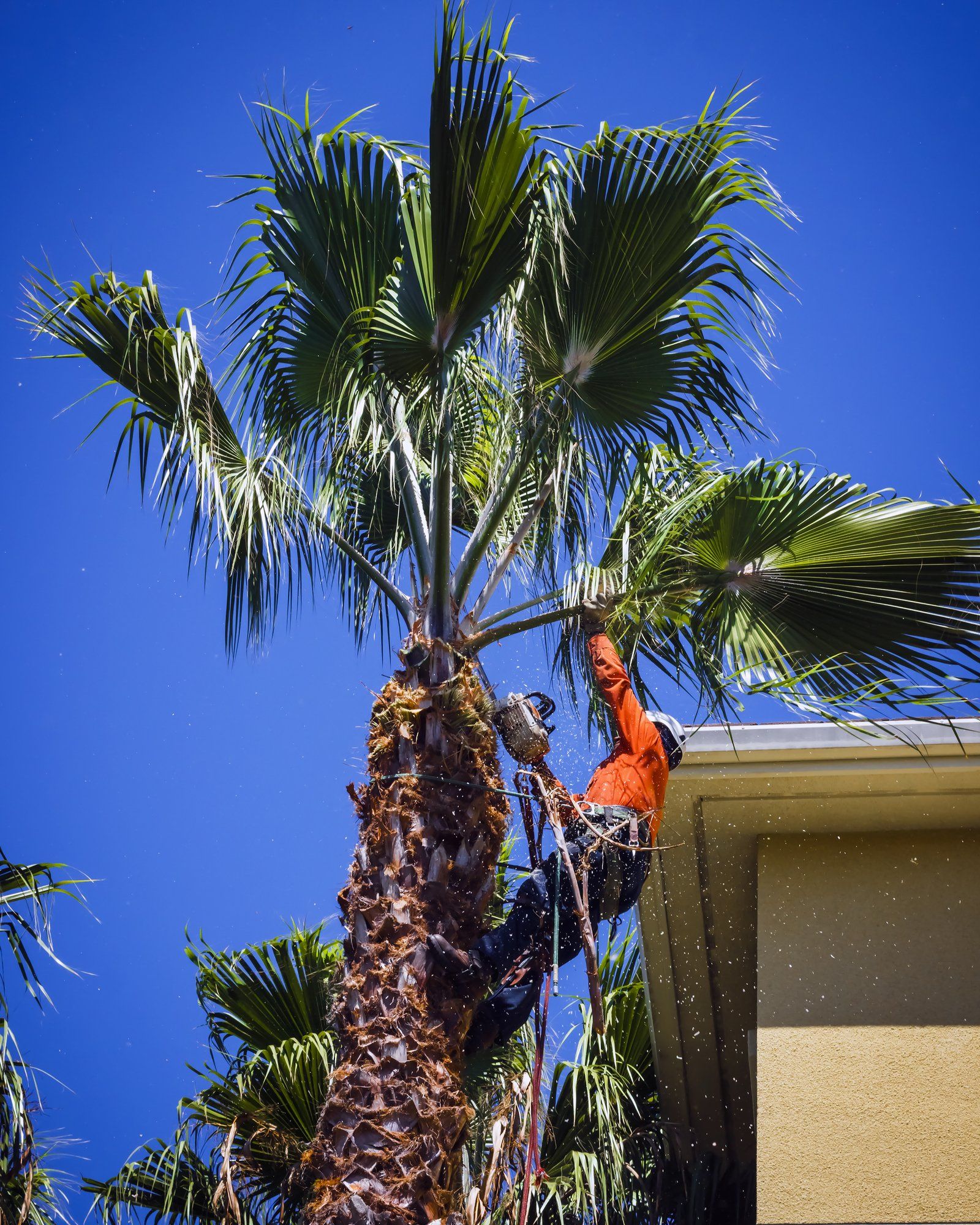 palm tree trimming being performed on a queen palm in Boca Raton FL