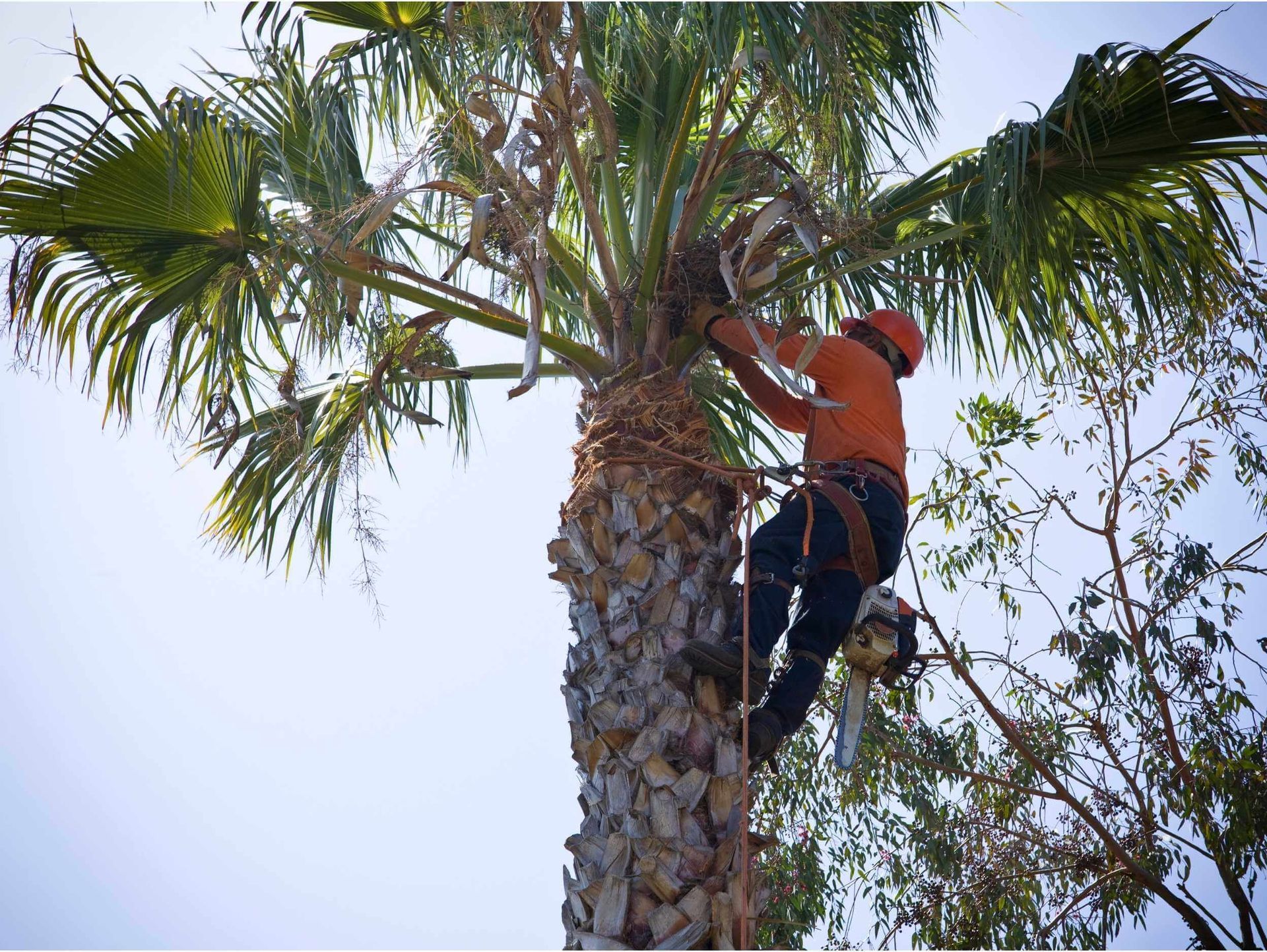 Real Tree Trimming & Landscaping, Inc. arborist performing palm tree trimming in Boynton Beach, FL