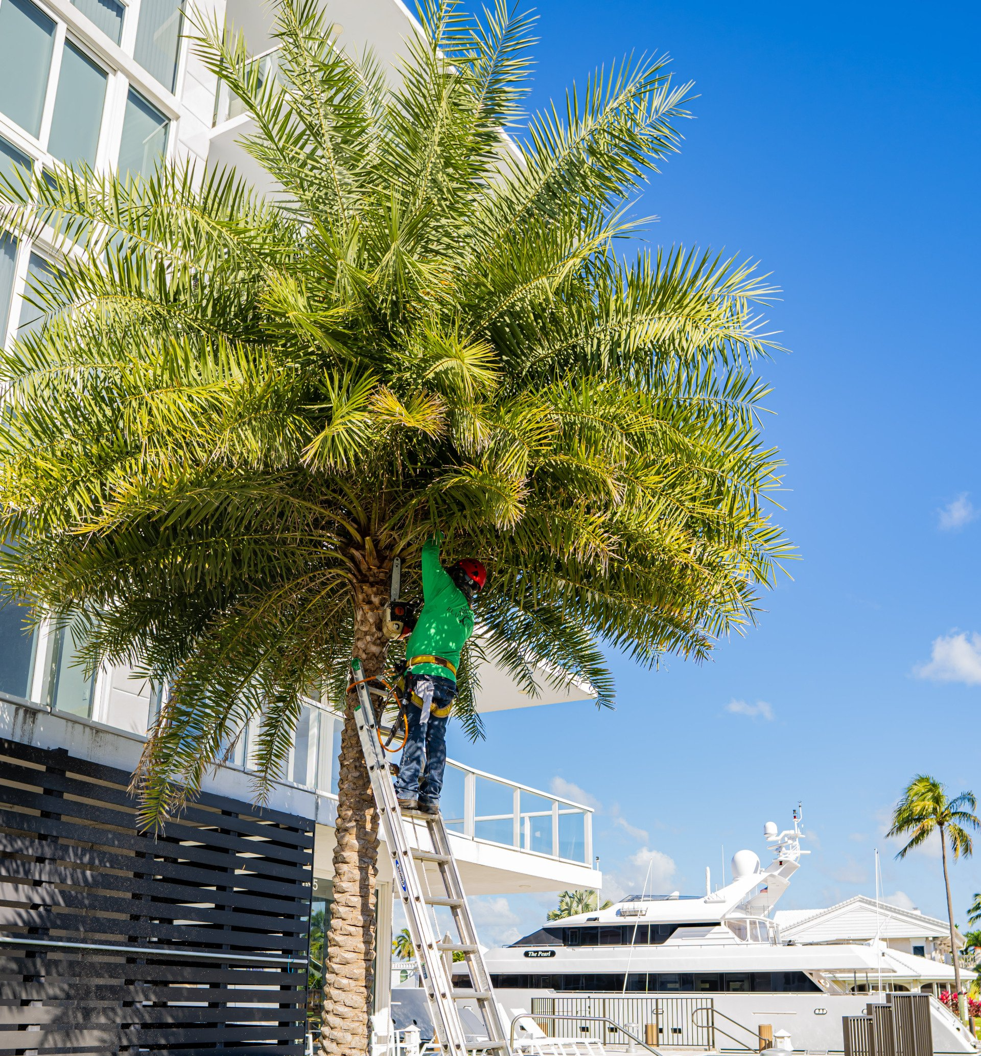 Certified arborist from the Real Tree Team carrying out palm tree trimming in Delray Beach FL