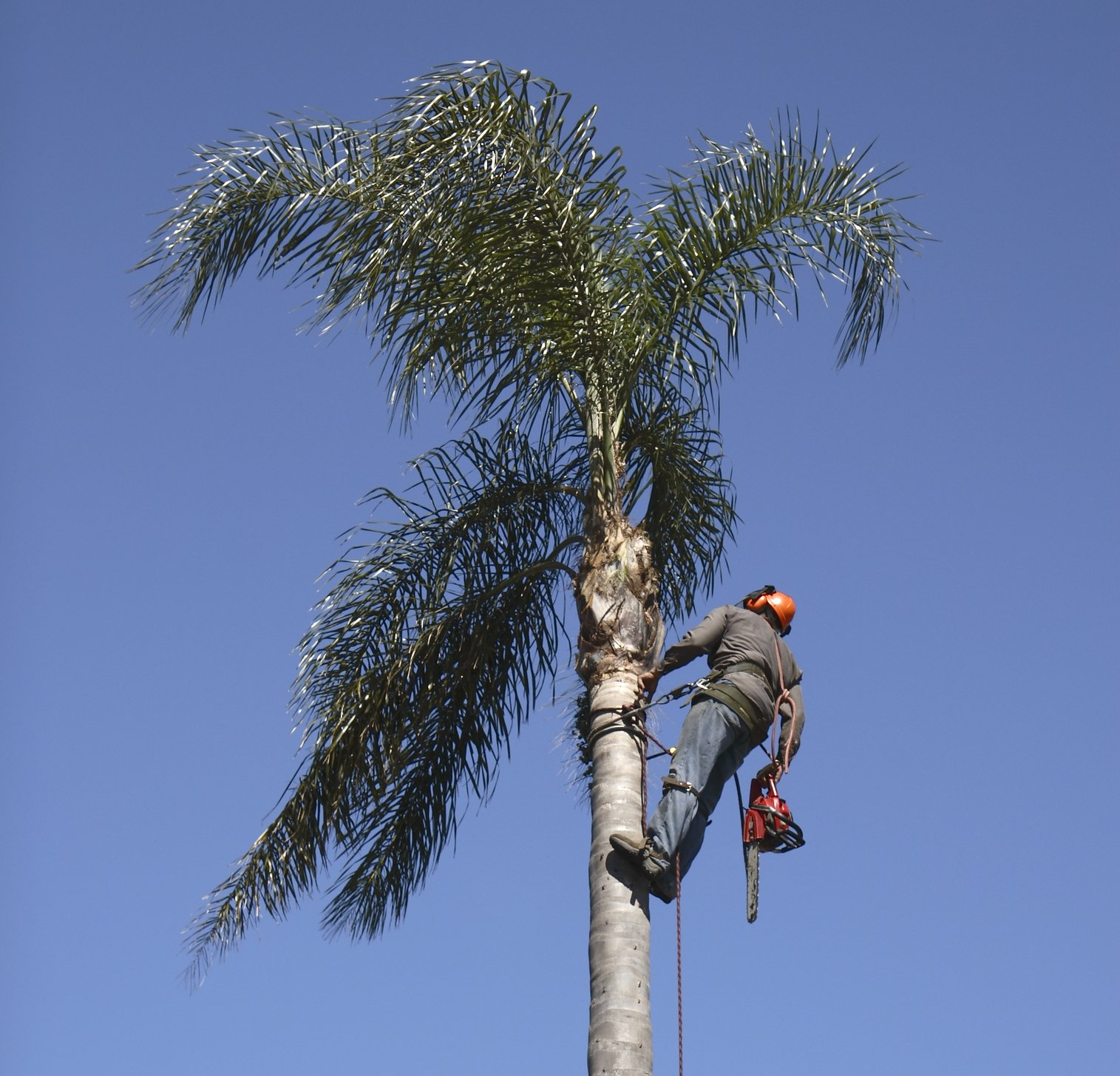palm tree trimming being performed on a queen palm in Oakland Park FL