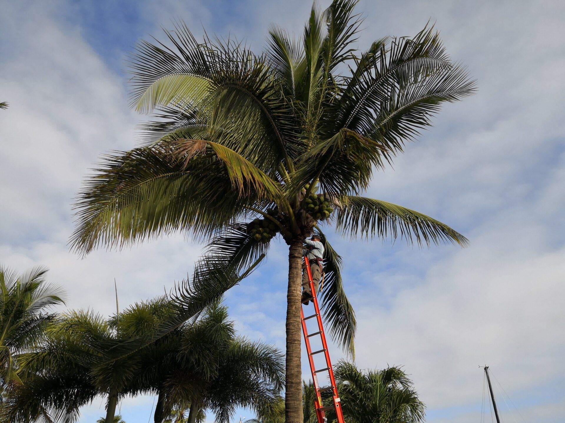 Real Tree Team arborist performing palm tree trimming in Pompano Beach FL