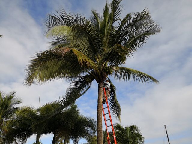 Expert Tree Service in Pompano Beach: Your Ultimate Guide