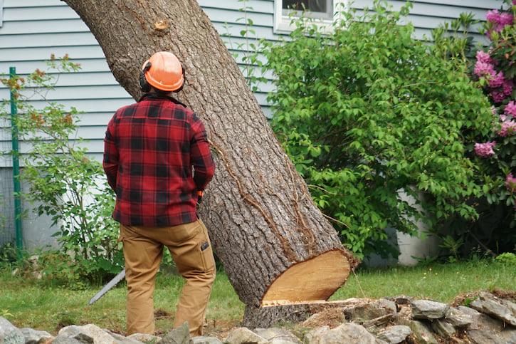 Local tree care experts cutting the entire tree down
