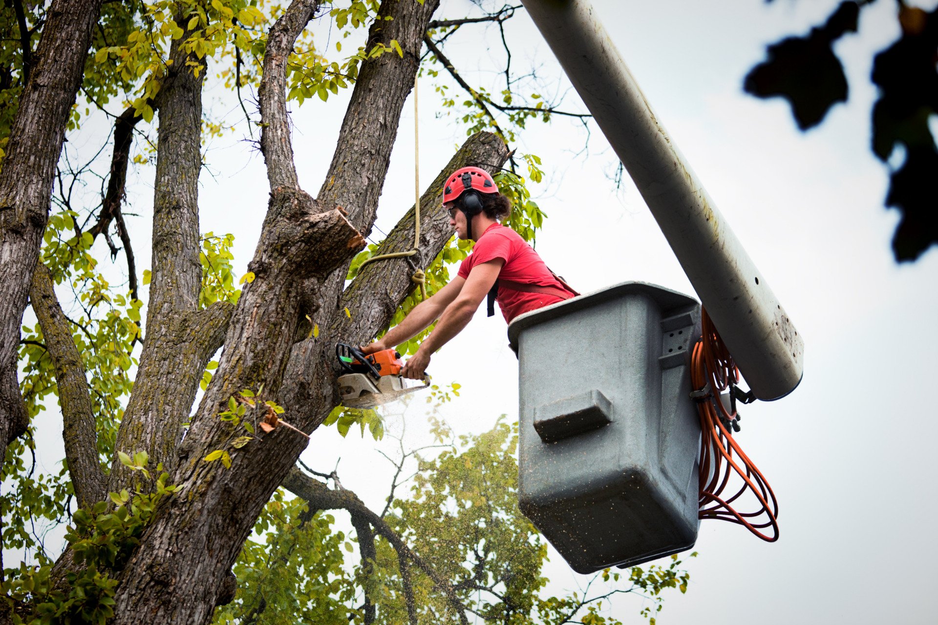 This tree care expert is taking the dead tree limb away from a bucket truck