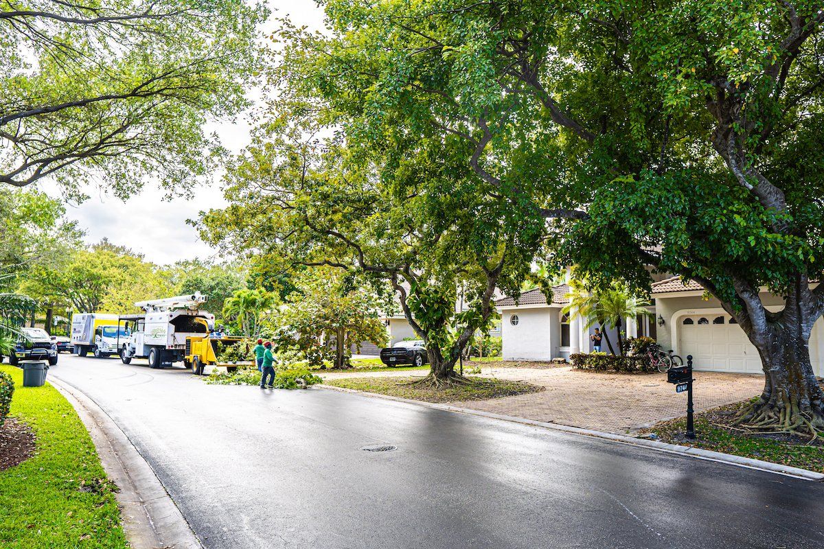 tree experts delivering tree planting service in Fort Lauderdale FL