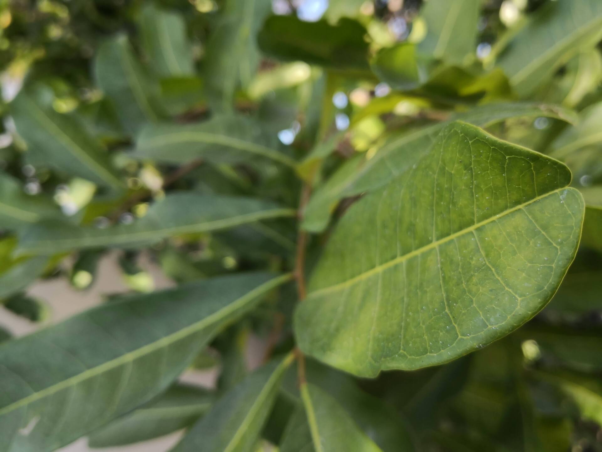 focused leaf of a tree planted by our experts in Oakland Park FL
