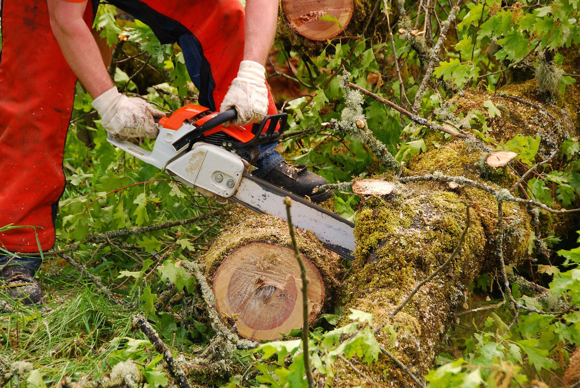 A chainsaw is being used to cut a large tree into pieces