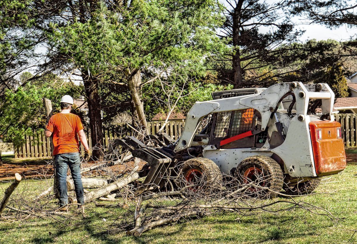 Who is Responsible for a Fallen Tree?