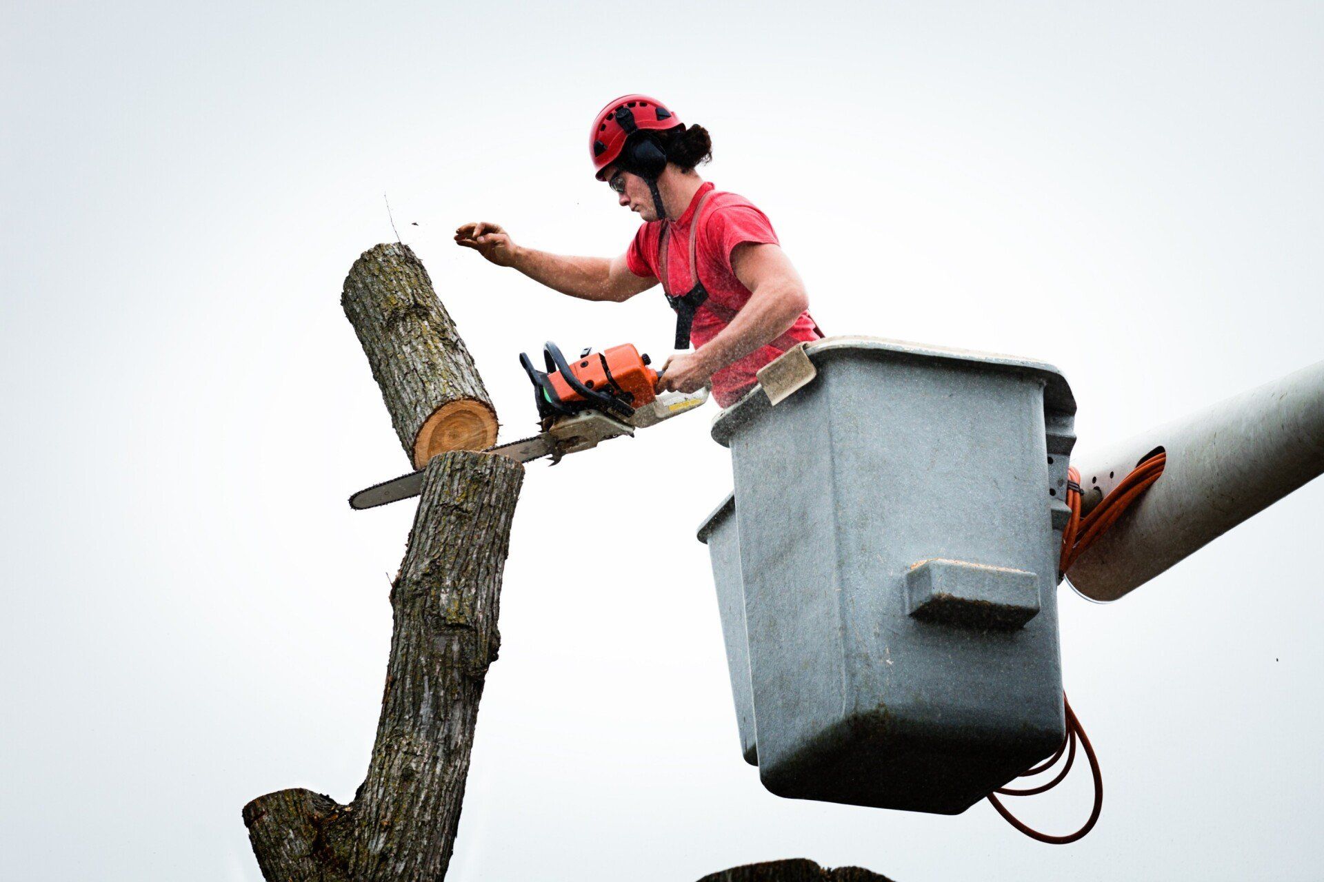 Tree Removal: When is it Necessary?