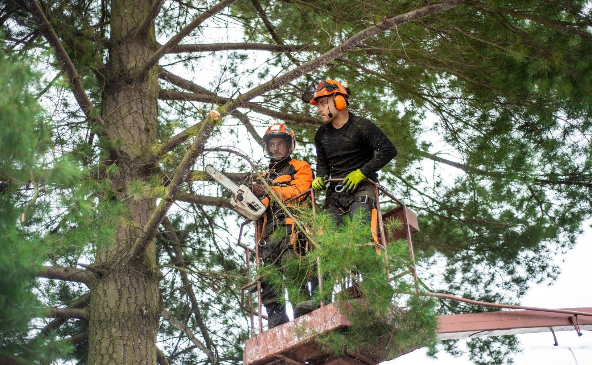 Tree care experts in Boca Raton FL trimming a tree in a bucket truck