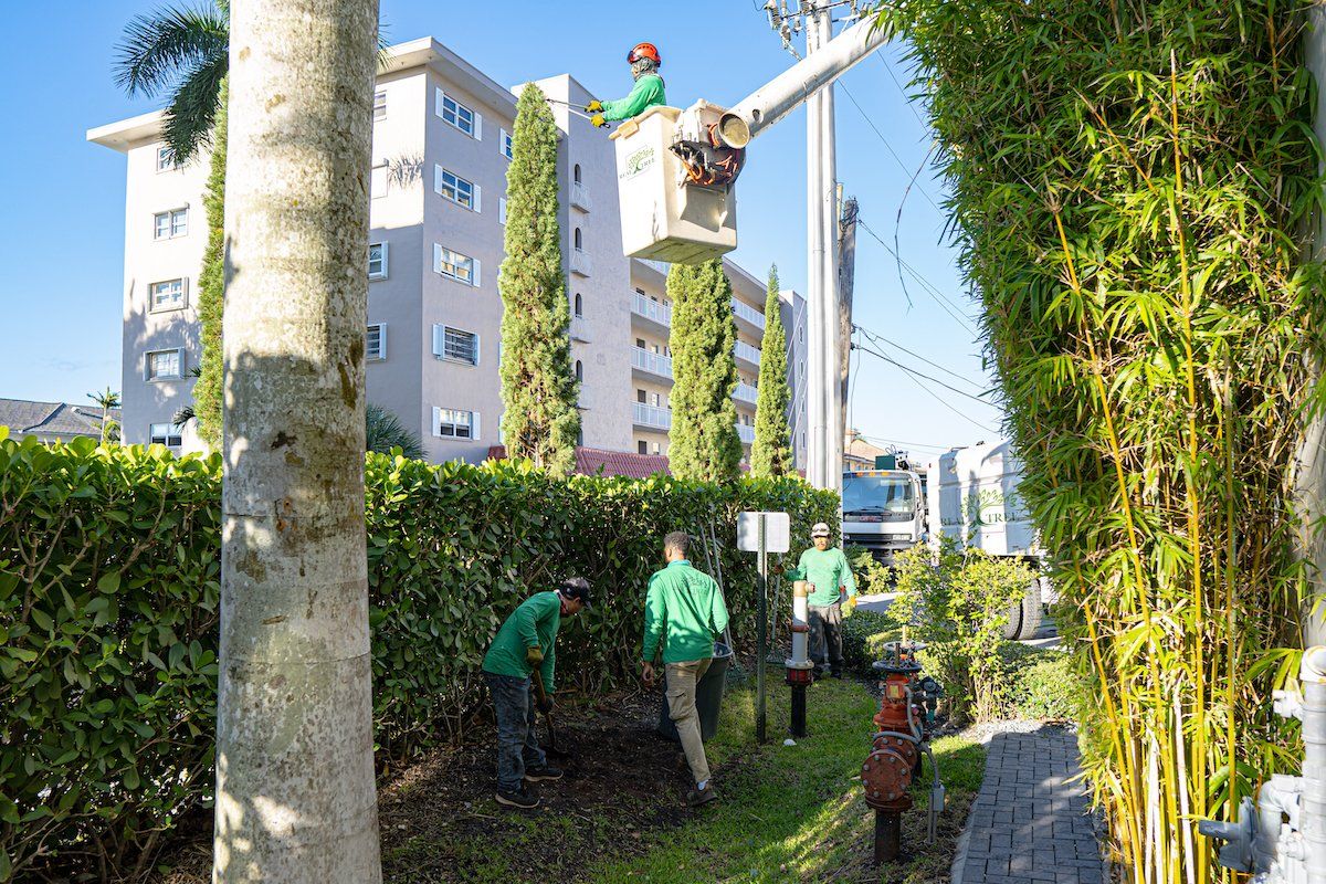 Tree care professionals trimming hedges in Fort Lauderdale