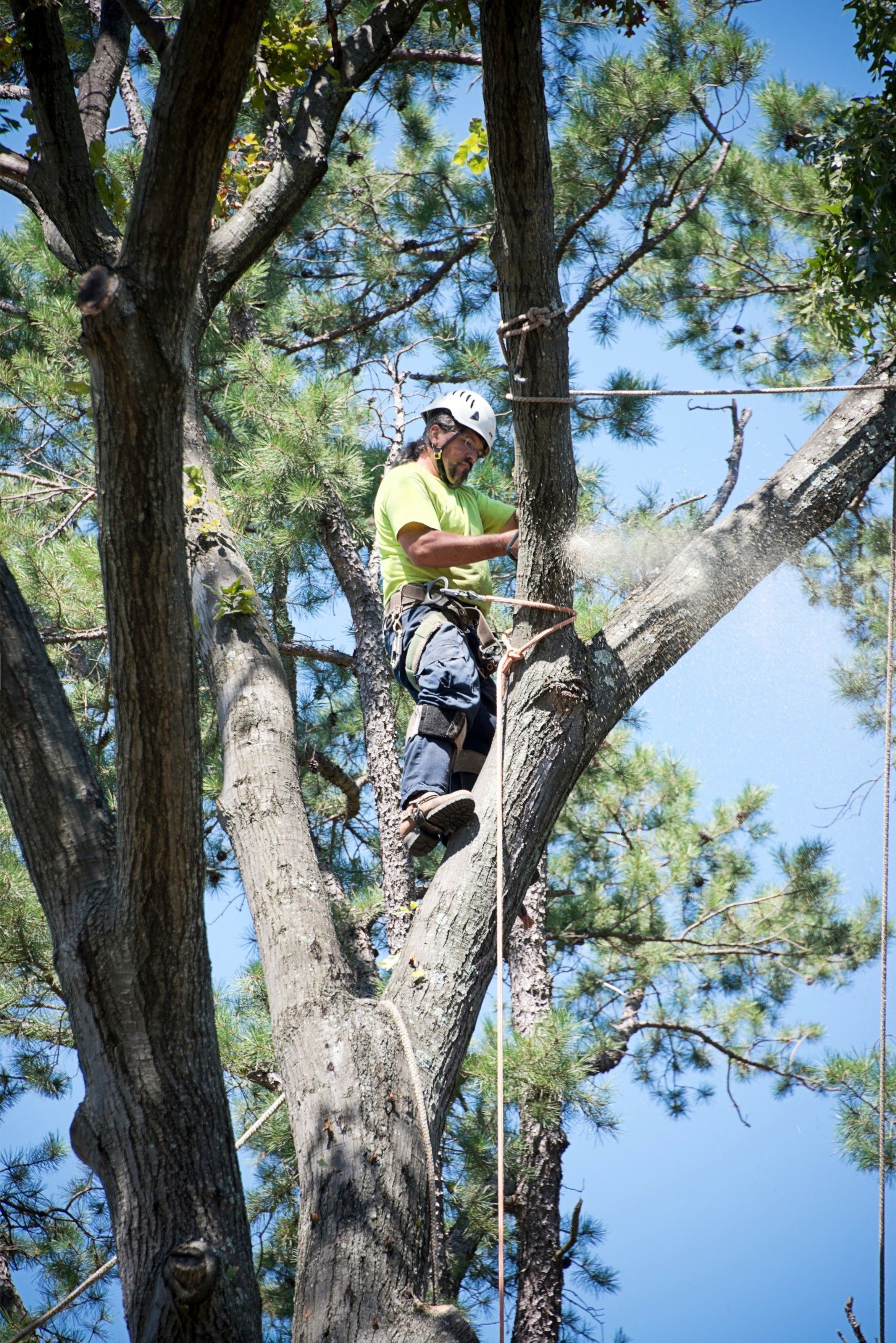 tree pruning performed in Fort Lauderdale FL by local arborist