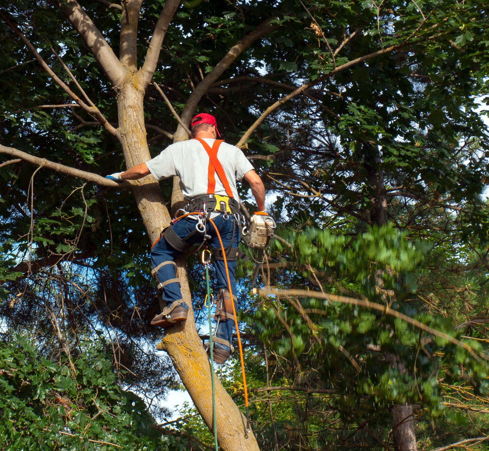 one of our tree pros trimming a tree in Oakland Park FL