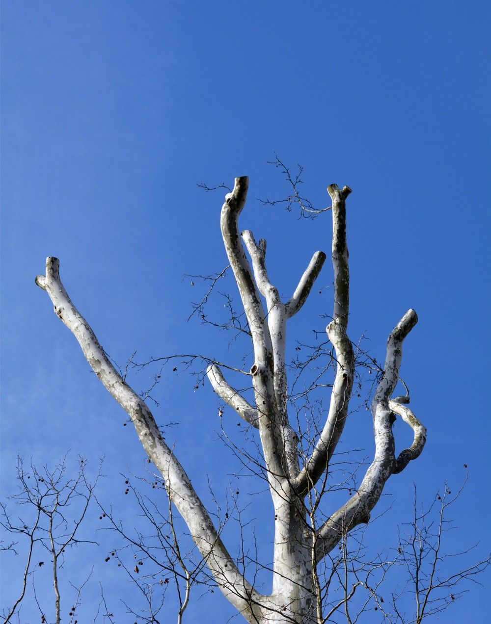 Real Tree Trimming & Landscaping, Inc. arborist cutting the tree down piece by piece