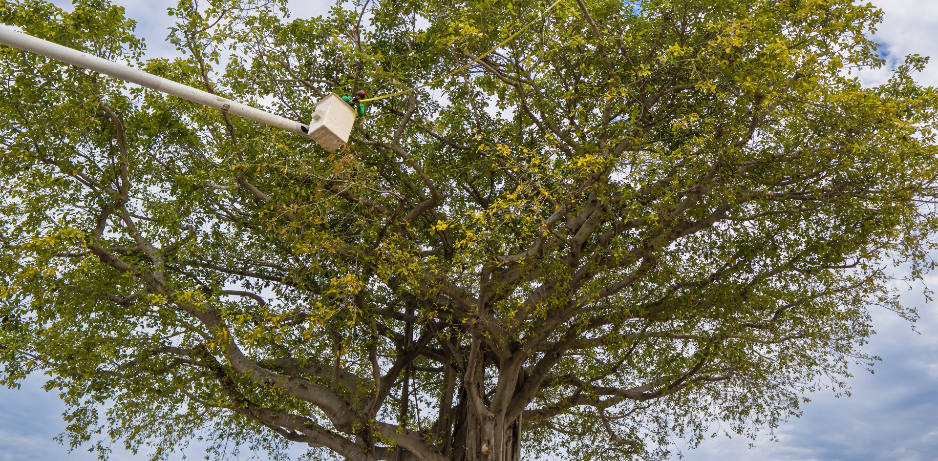 Reaping the Benefits of Professional Urban Tree Care