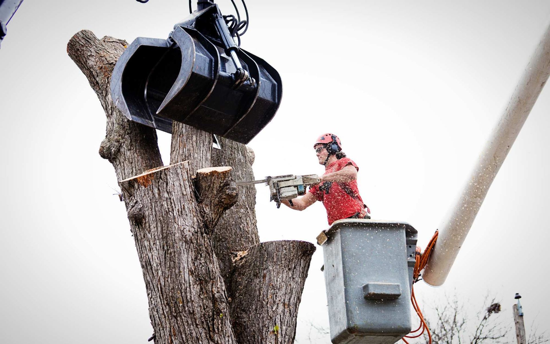 local arborist removing a huge trunk using a chainsaw