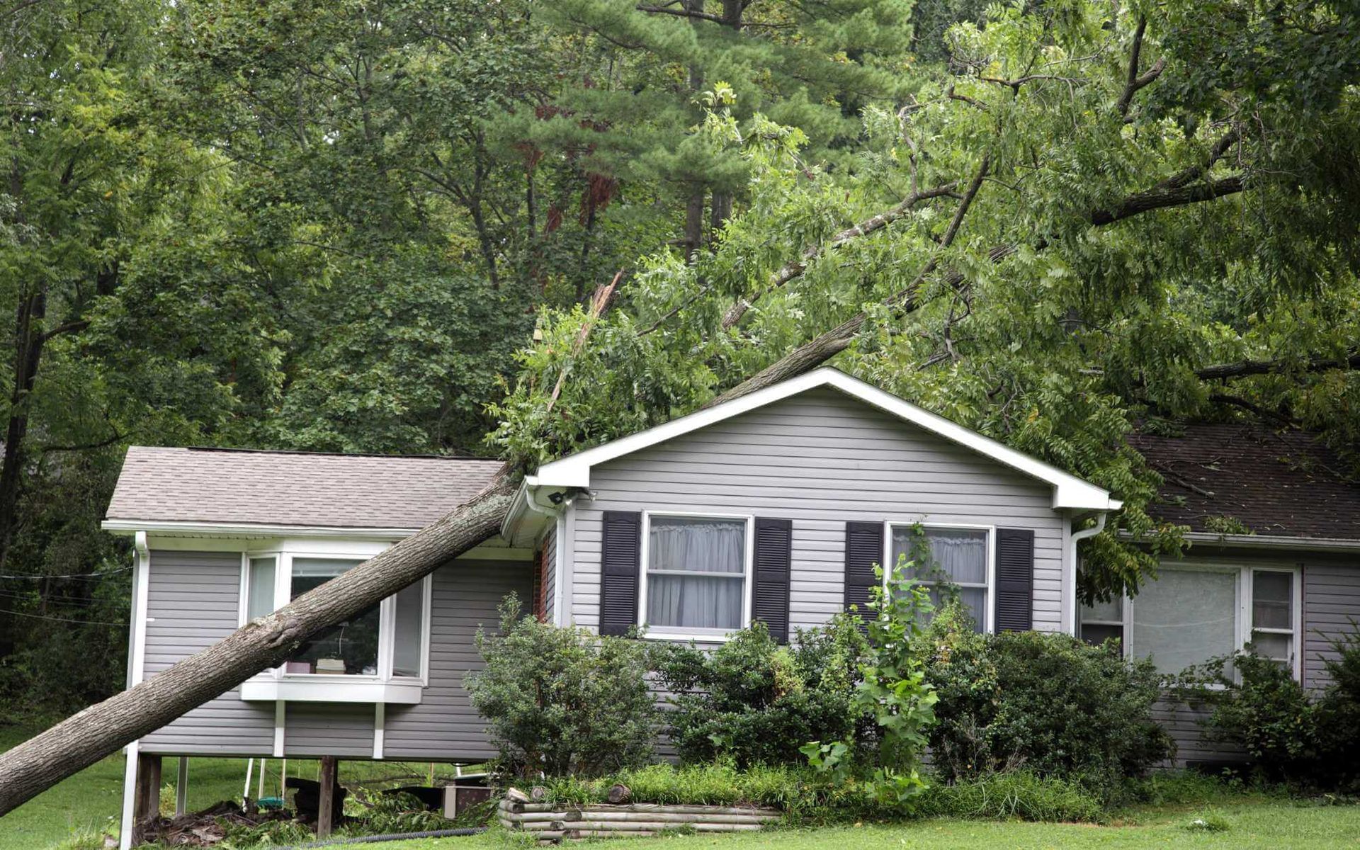 Understanding Emergency Tree Removal Insurance Coverage