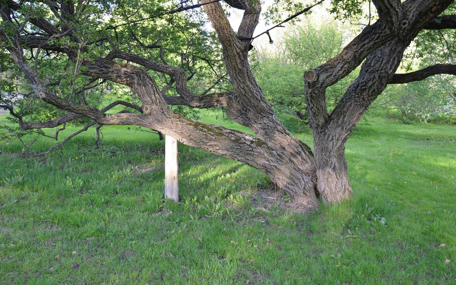 tree preservation using crutches