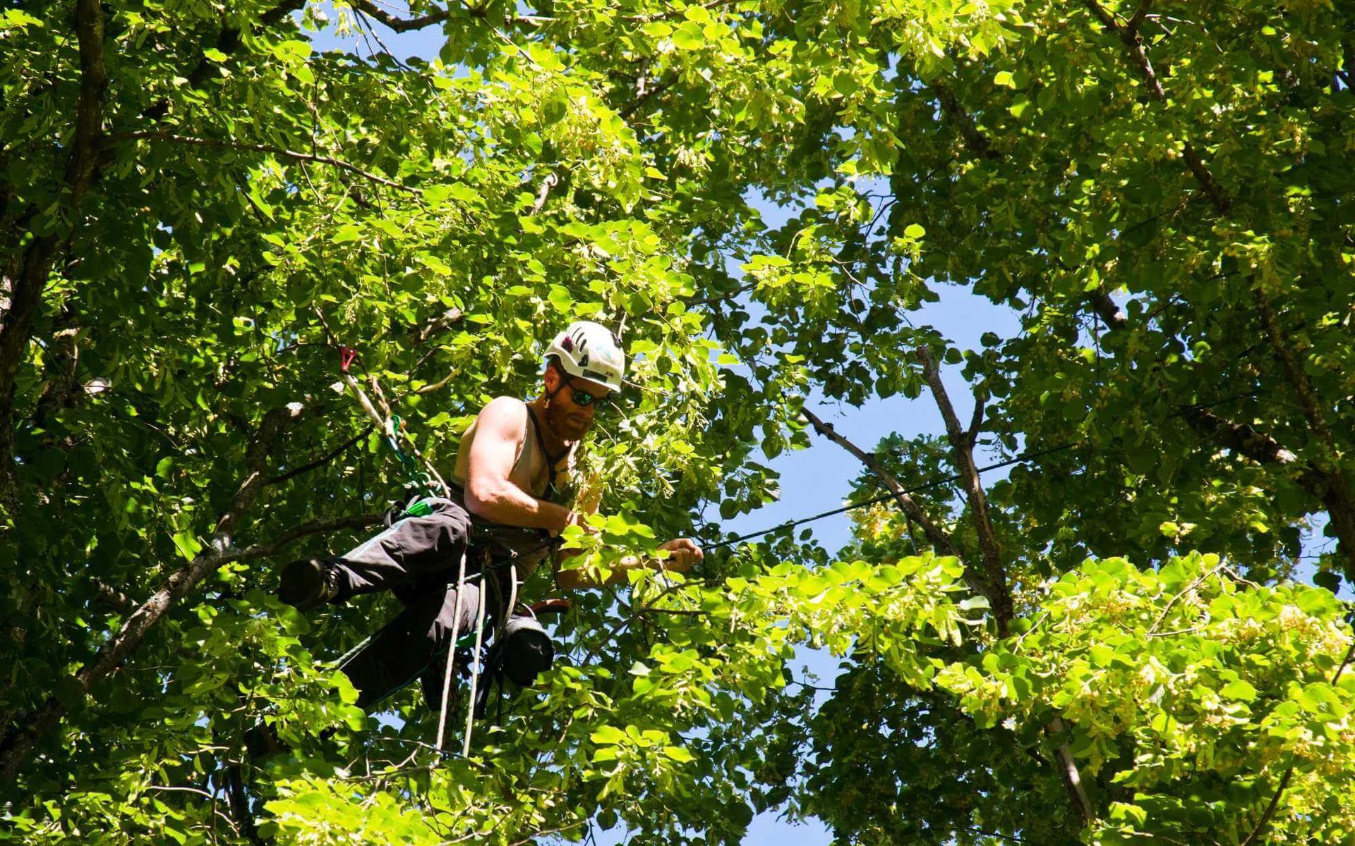 local arborist using a harness to safely inspect a garden tree