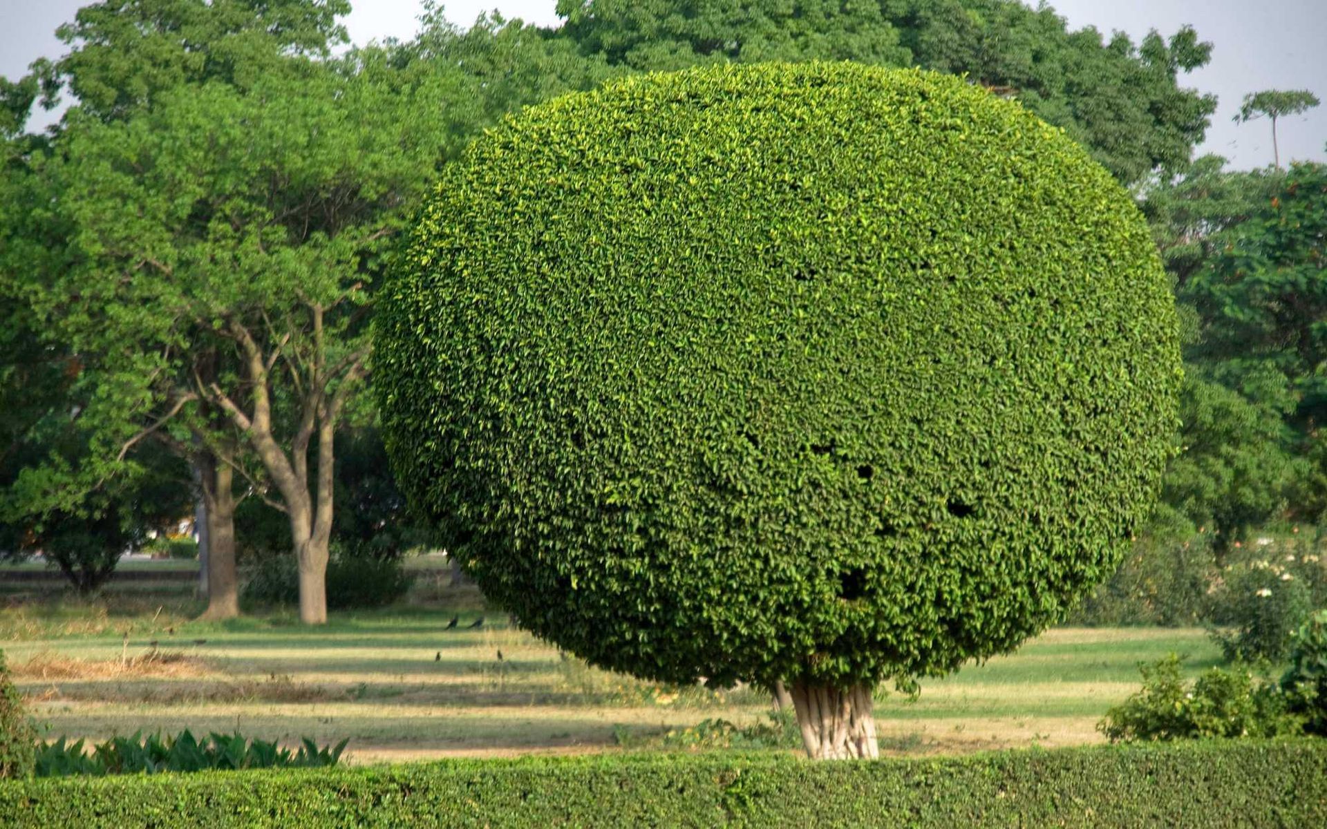 aesthetically pruned tree in Boca Raton, FL