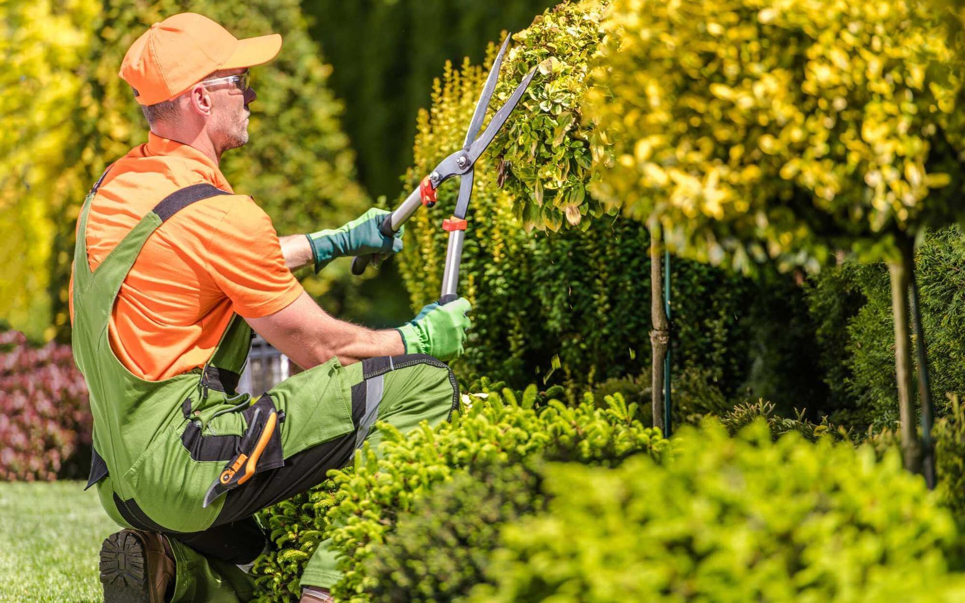 arborist thinning garden trees and shrubs for aesthetic purposes