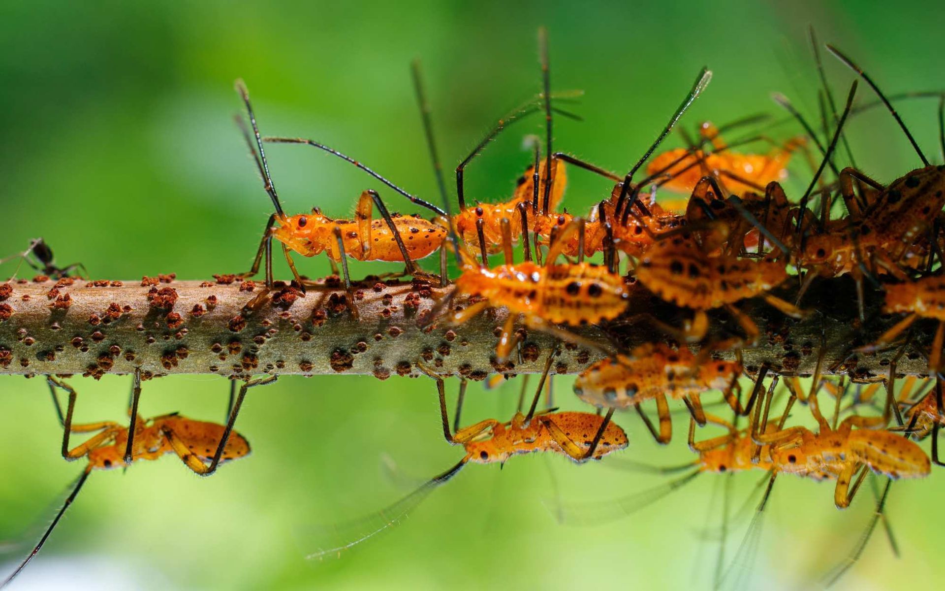 aphid infested tree