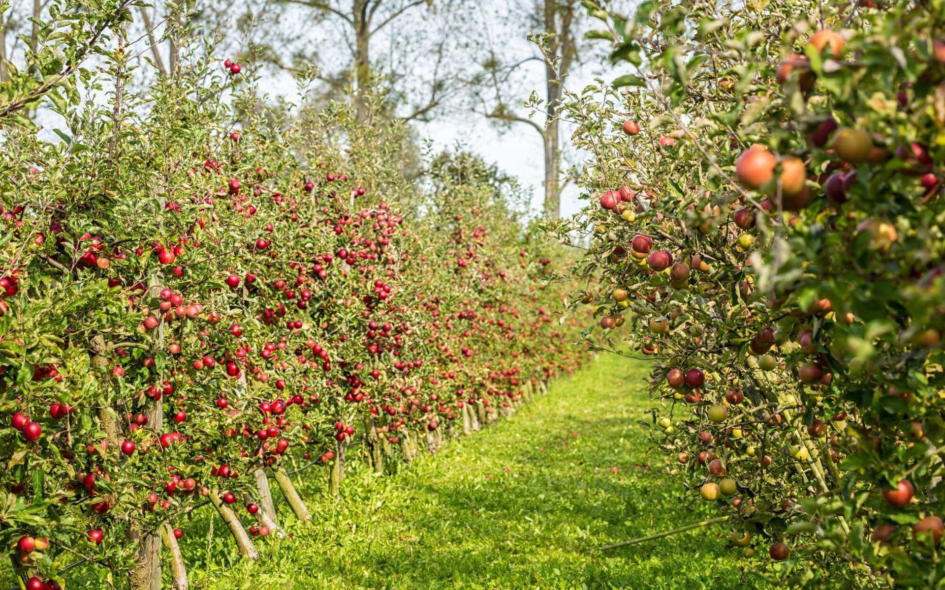 in this apple orchard, plant growth regulators are used to adjust the harvest period