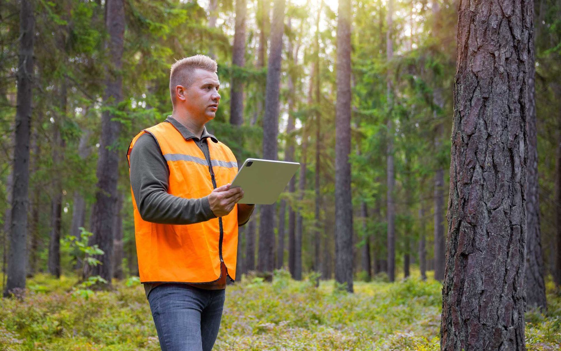 in-depth tree assessment by an ISA-certified arborist
