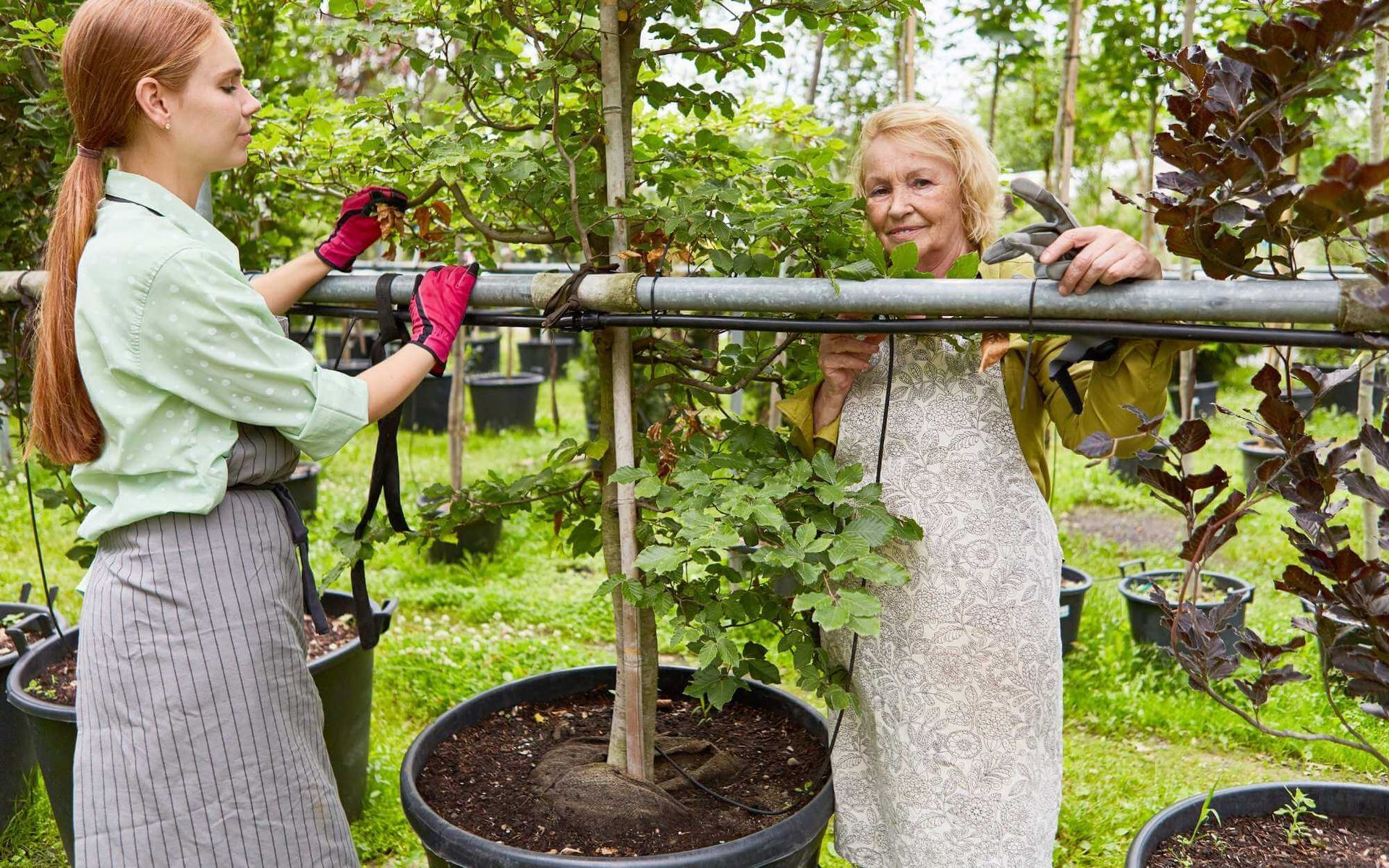 tree care professional and tree owner discussing the appropriate root care plan for their garden plants