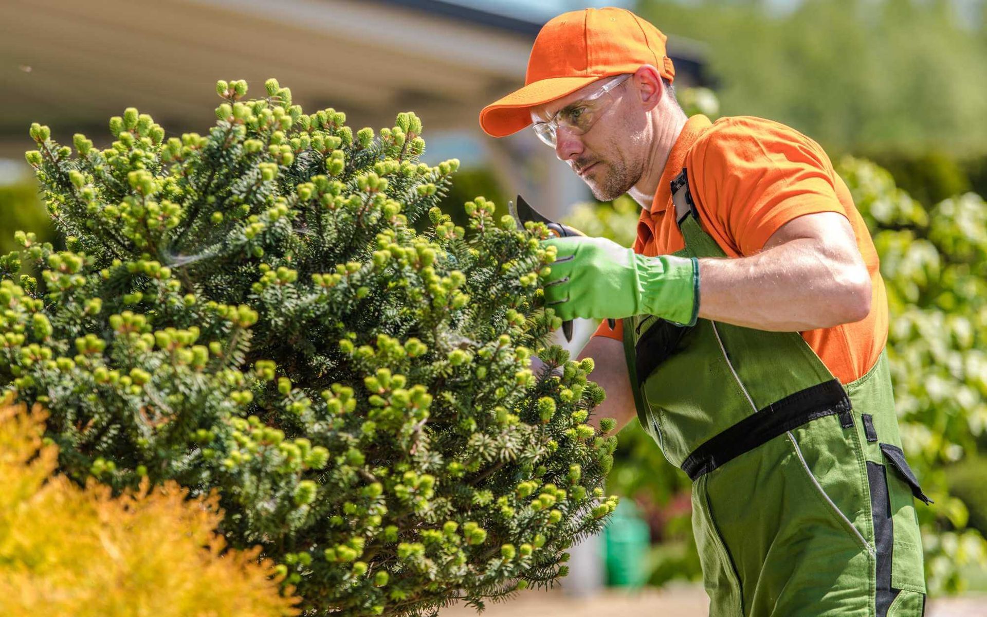 local arborist design consultation